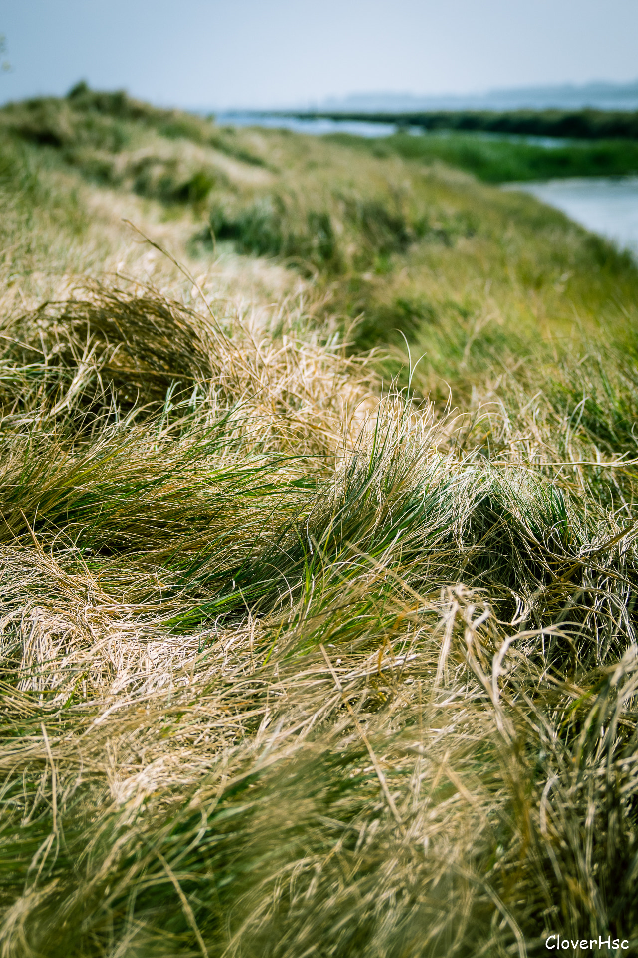 Olympus OM-D E-M1 sample photo. Grass photography