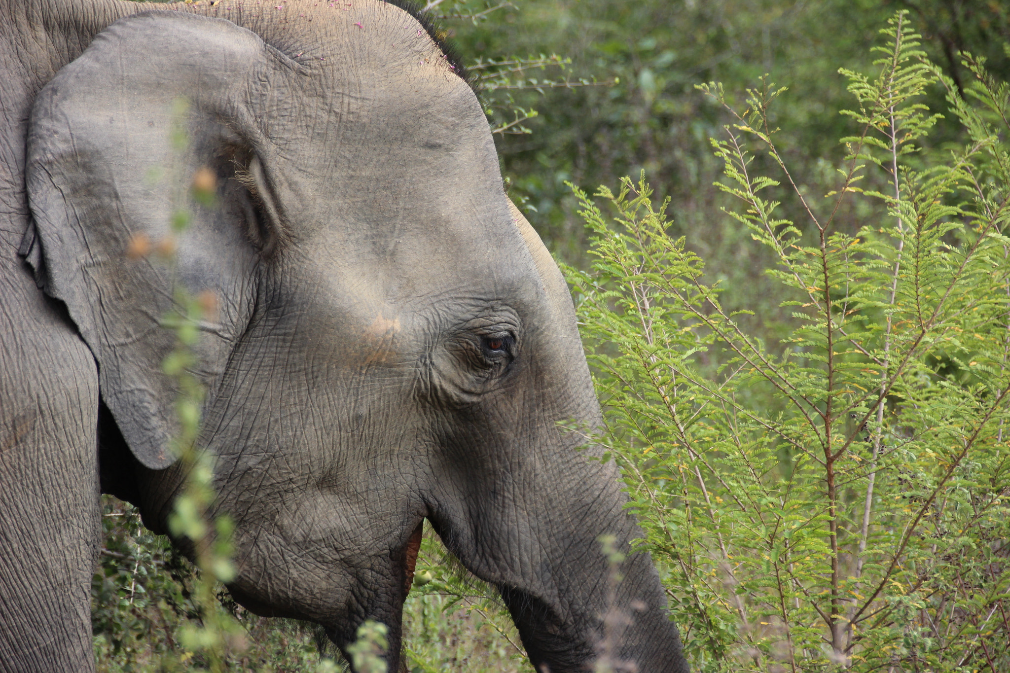 Sigma 18-250mm F3.5-6.3 DC OS HSM sample photo. Sri lanka photography
