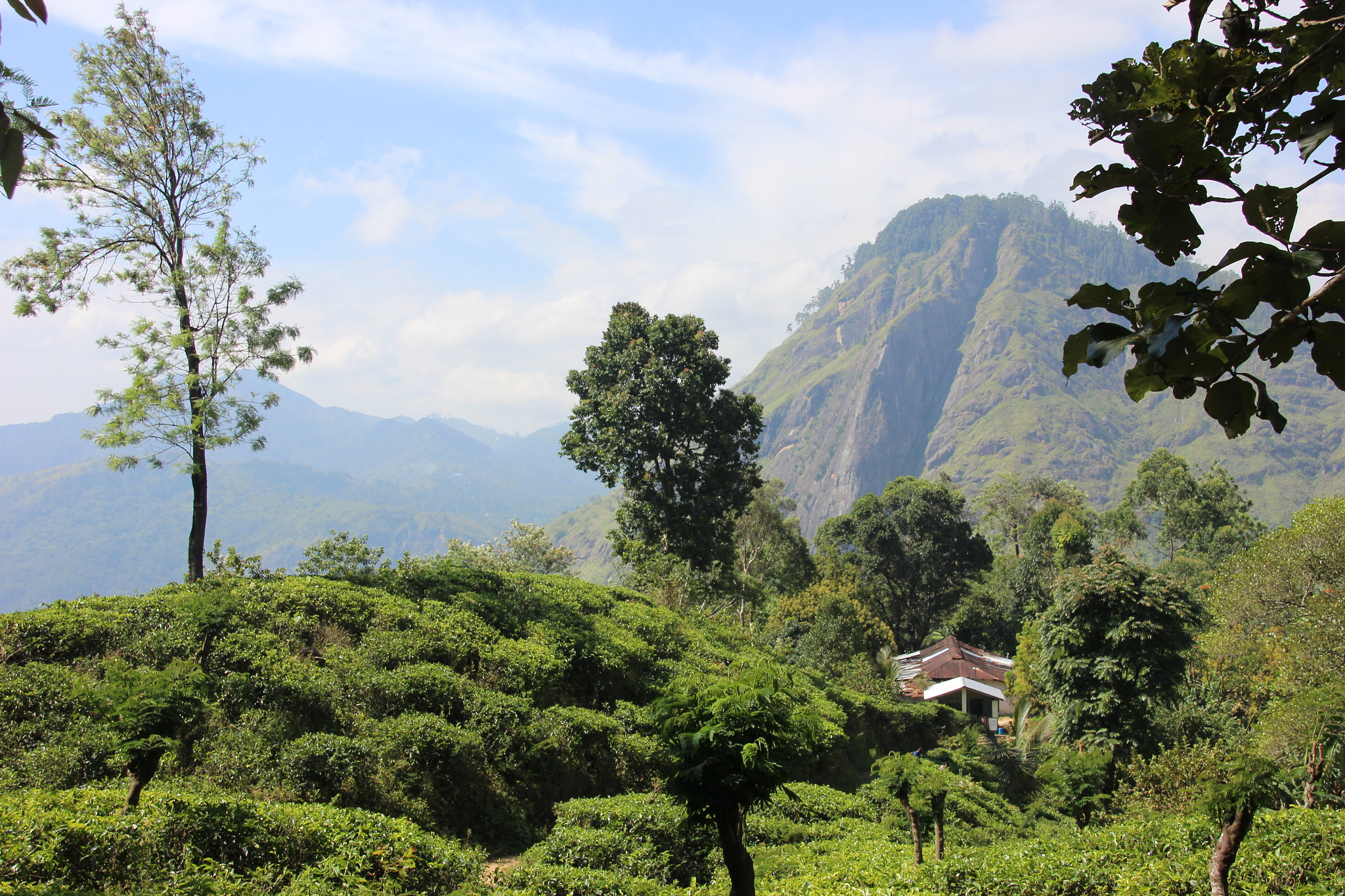 Sigma 18-250mm F3.5-6.3 DC OS HSM sample photo. Sri lanka photography
