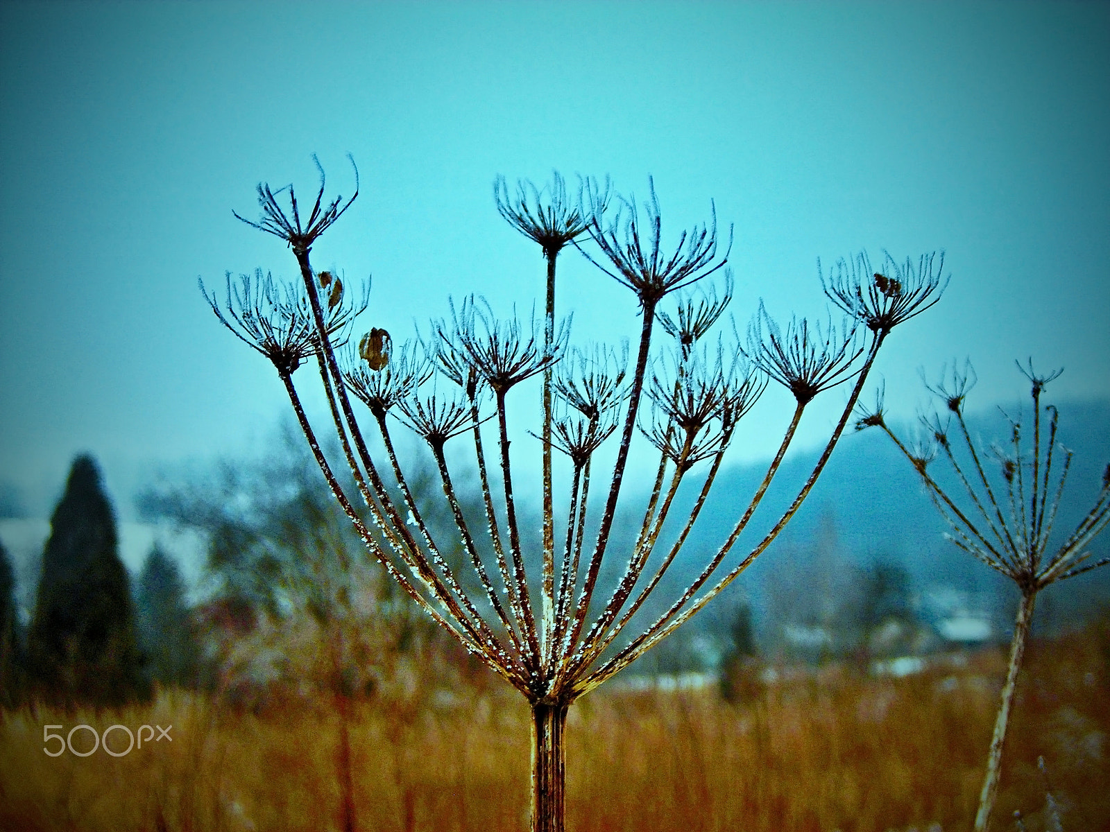 Nikon COOLPIX L3 sample photo. The fennel on a meadow photography