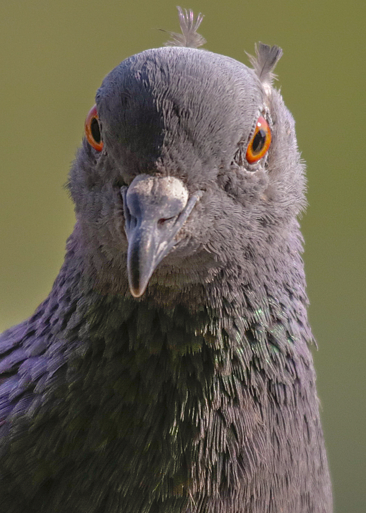 Canon EF 100-400mm F4.5-5.6L IS USM sample photo