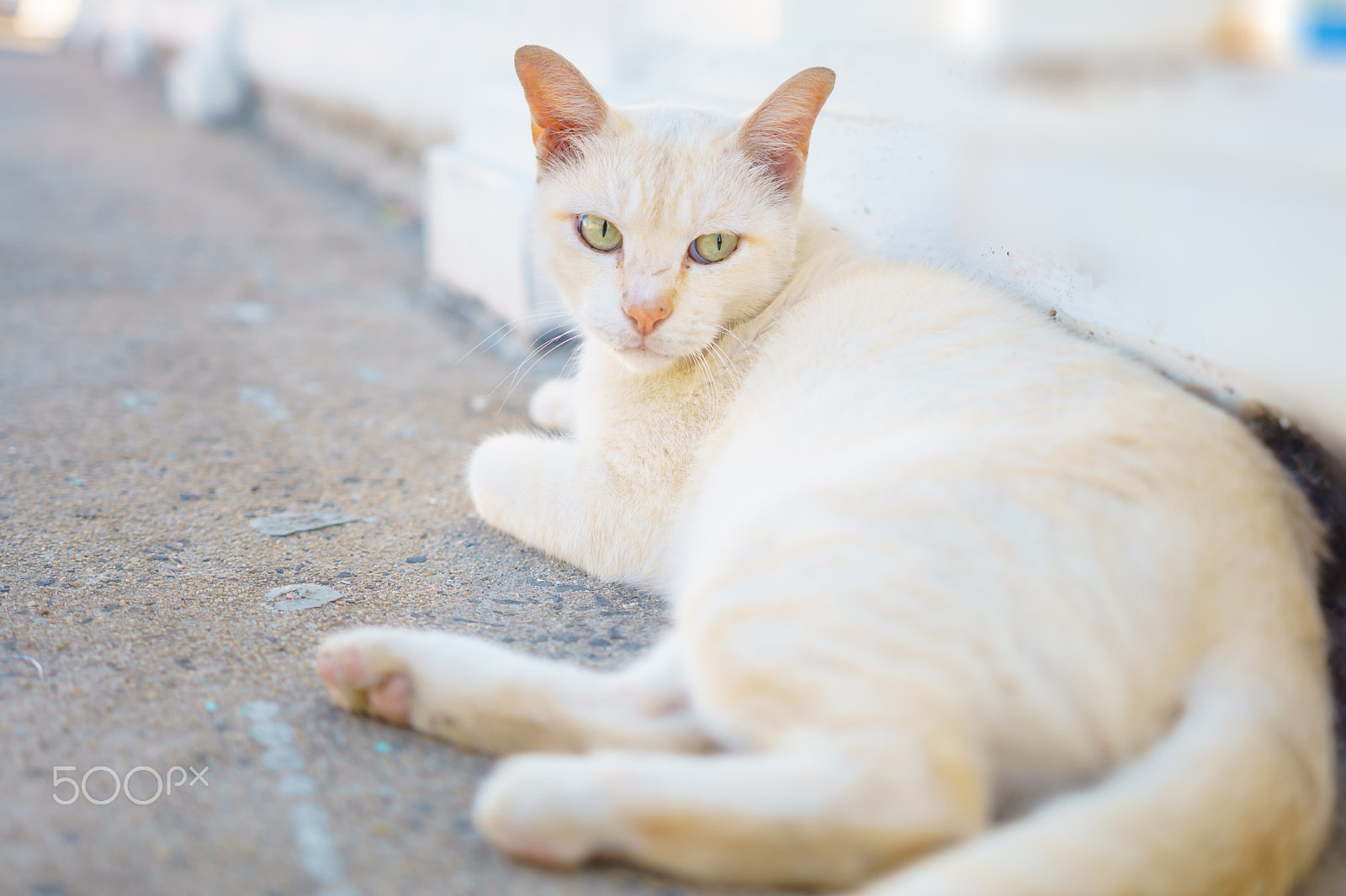 Sony a6000 sample photo. Cute adorable white cat sitting on a street. photography