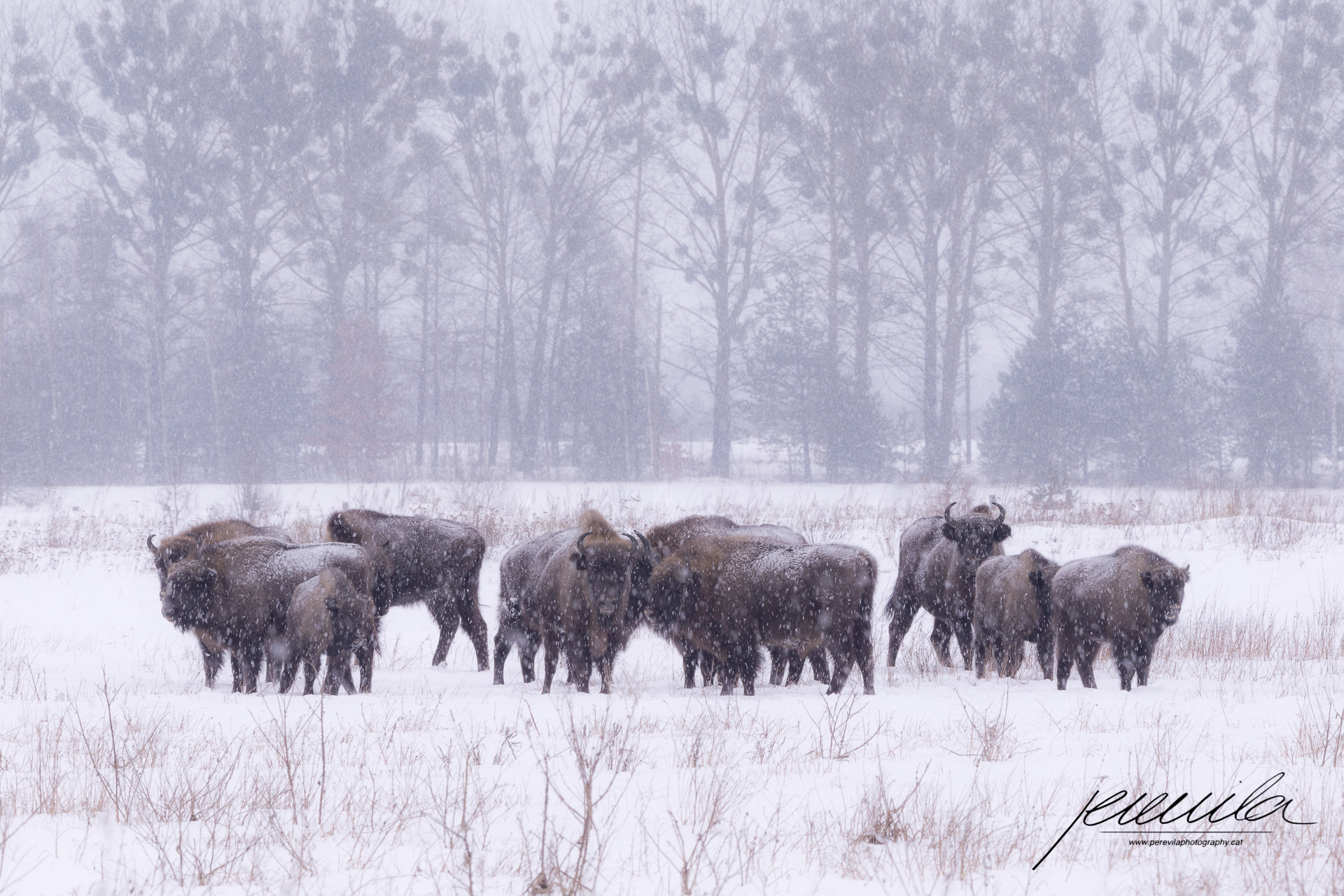 Canon EF 200-400mm F4L IS USM Extender 1.4x sample photo. Snowstorm photography