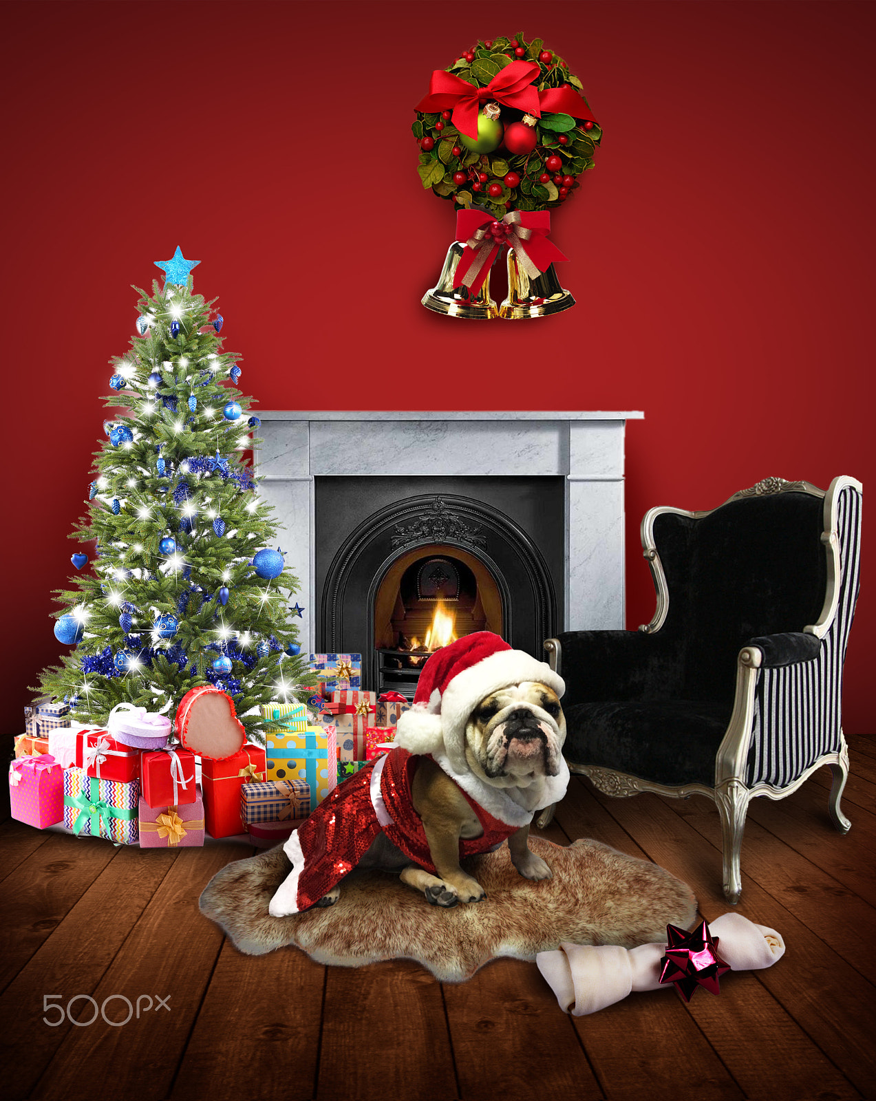 iPad Air back camera 3.3mm f/2.4 sample photo. Christmas bulldog photography
