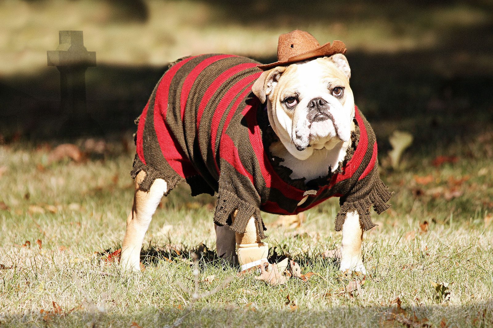 Sigma 150-500mm F5-6.3 DG OS HSM sample photo. Moxie as freddy! photography