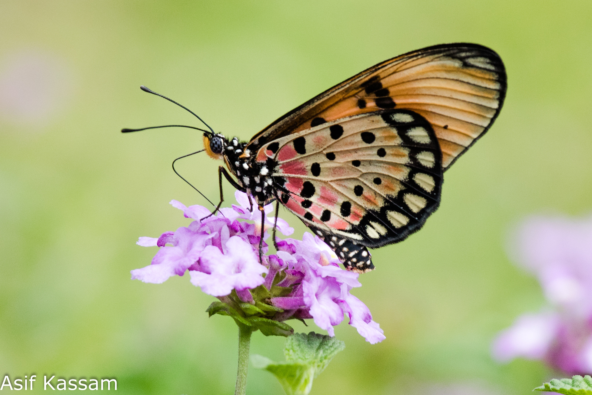 Canon EF 100-400mm F4.5-5.6L IS USM sample photo. Acraea natalica photography