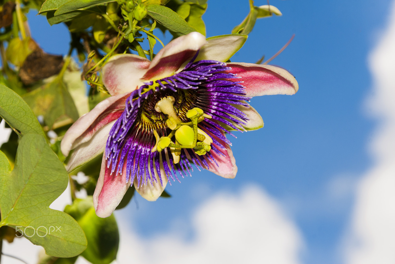Nikon D200 sample photo. Passion flower in bloom, passiflora edulis photography