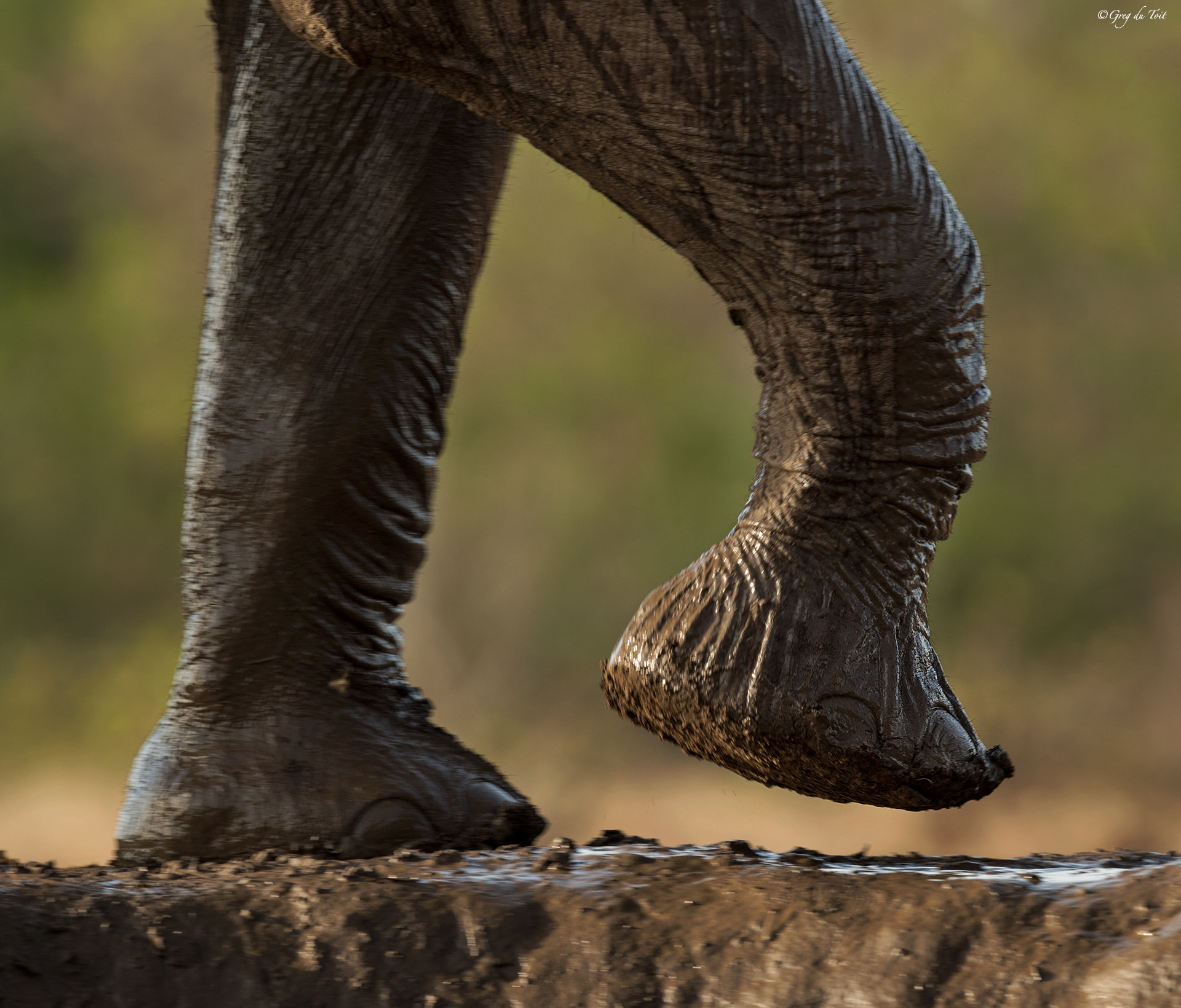 Nikon AF-S Nikkor 500mm F4E FL ED VR sample photo. Walk like an elephant photography
