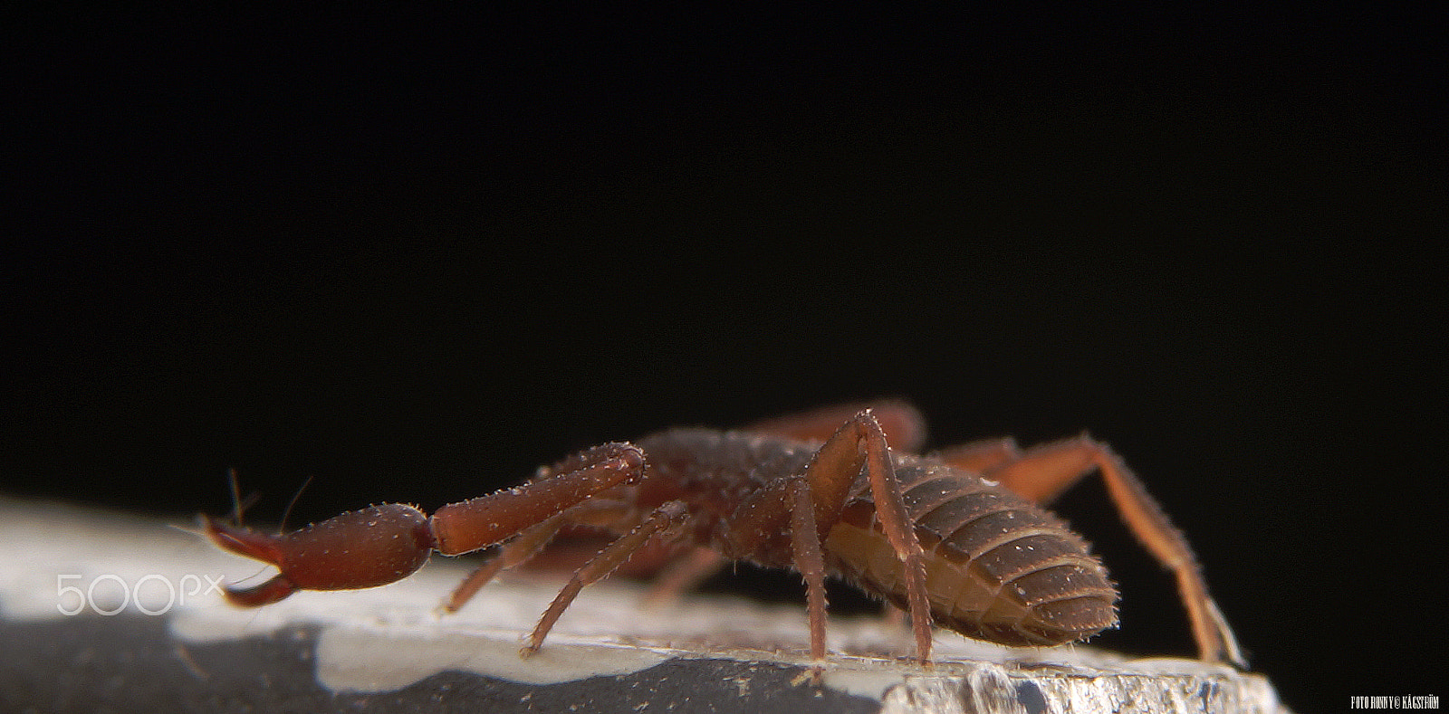 90mm F2.8 Macro SSM sample photo. Pseudoscorpionida photography