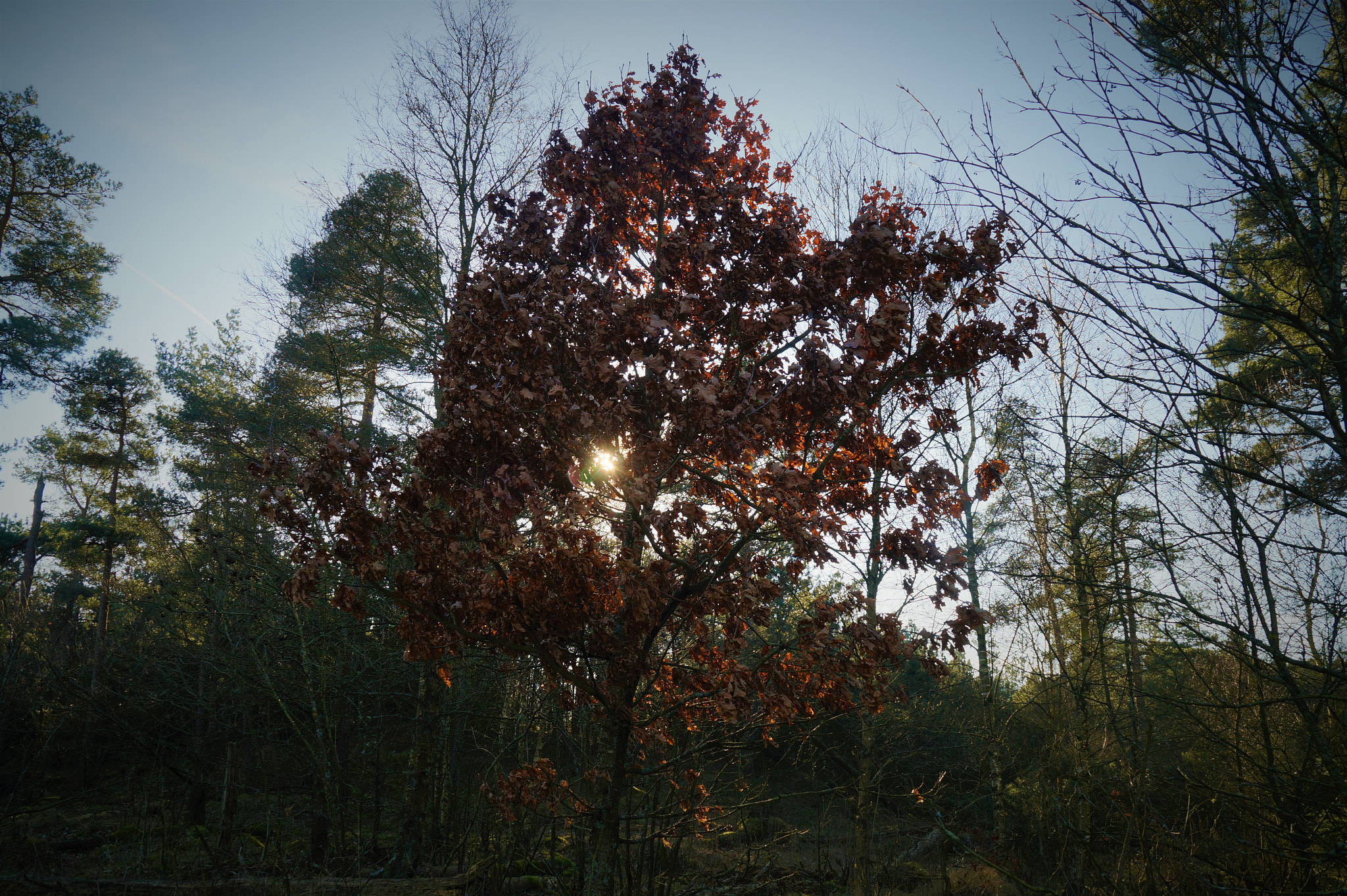 Sony DT 18-200mm F3.5-6.3 sample photo. Differences photography