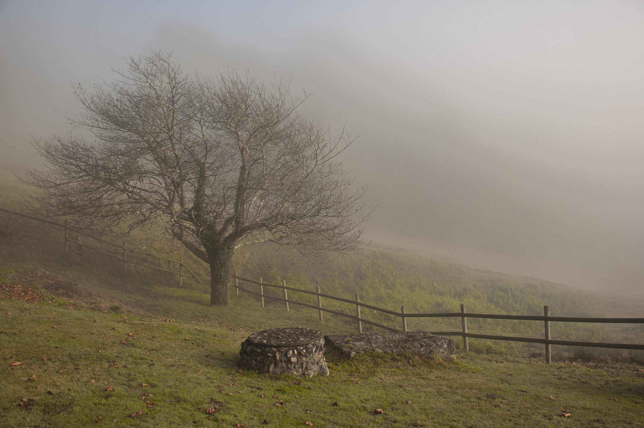 Nikon D70 sample photo. Arbol en la niebla photography