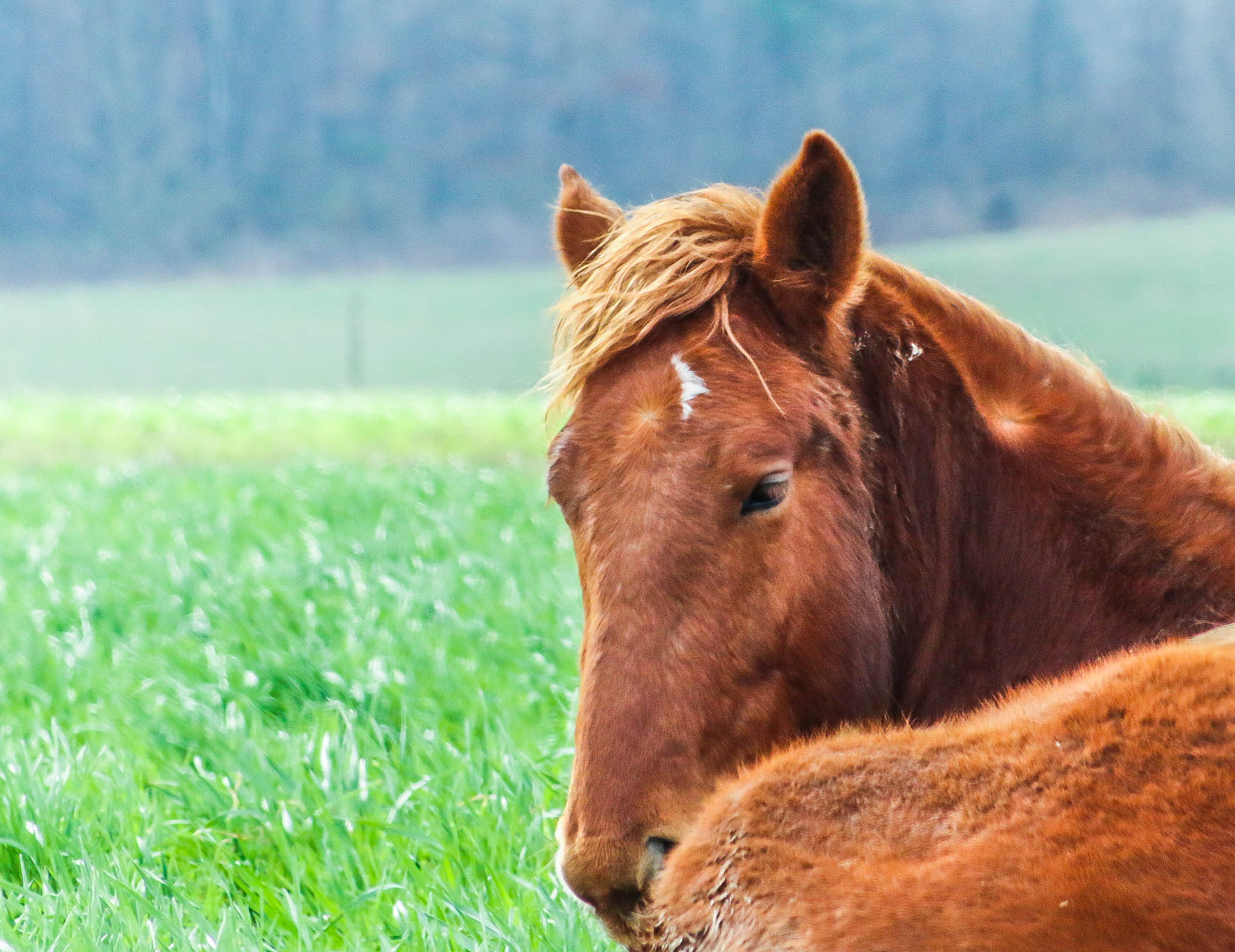 Canon EF 75-300mm f/4-5.6 USM sample photo. Amish horse photography