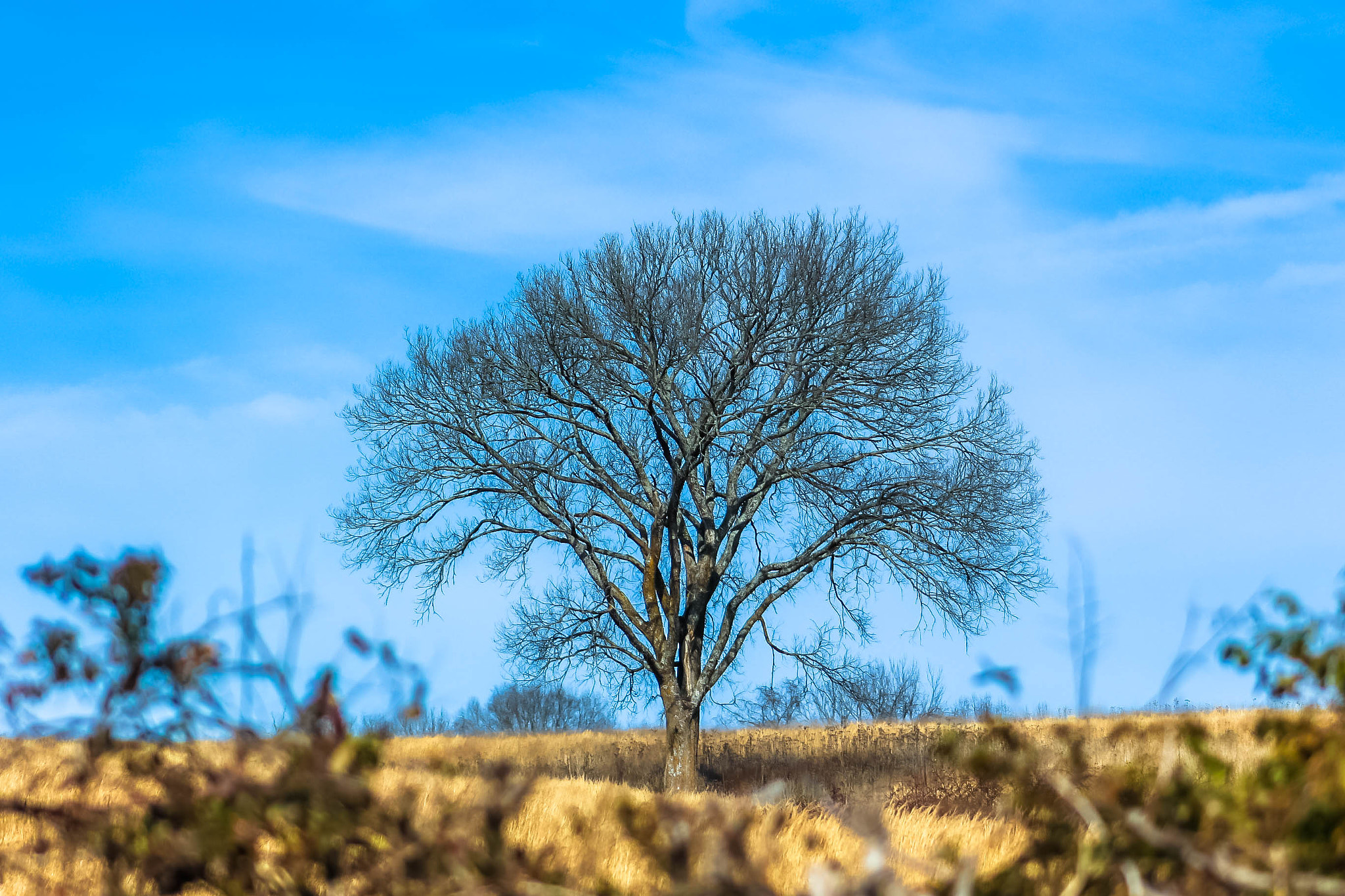 Canon EOS 7D Mark II + Canon EF 75-300mm f/4-5.6 USM sample photo. The lonely tree photography