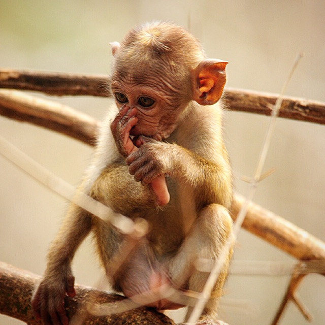 Nikon D300S sample photo. Hungry! waiting for mom!! photography