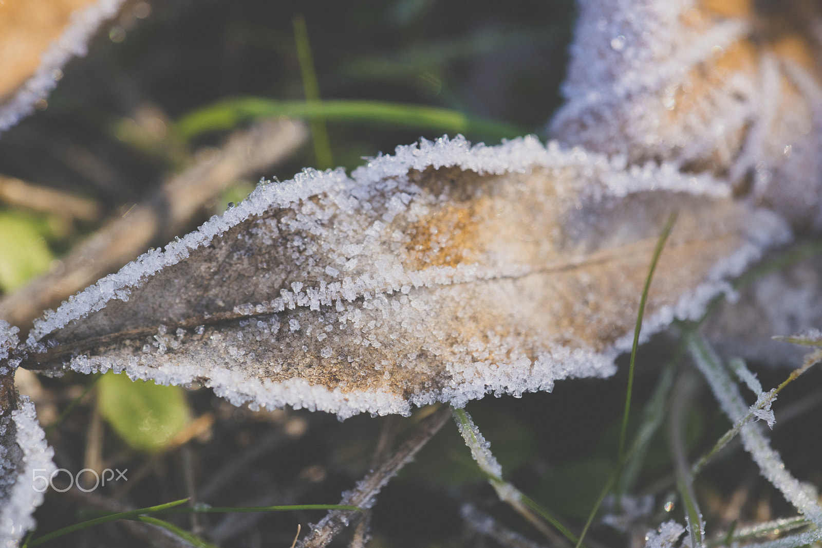 Nikon D3300 + Sigma 150mm F2.8 EX DG Macro HSM sample photo. Leaf in winter photography