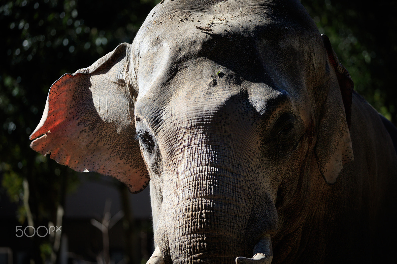 Canon EOS 5DS sample photo. Elephant photography