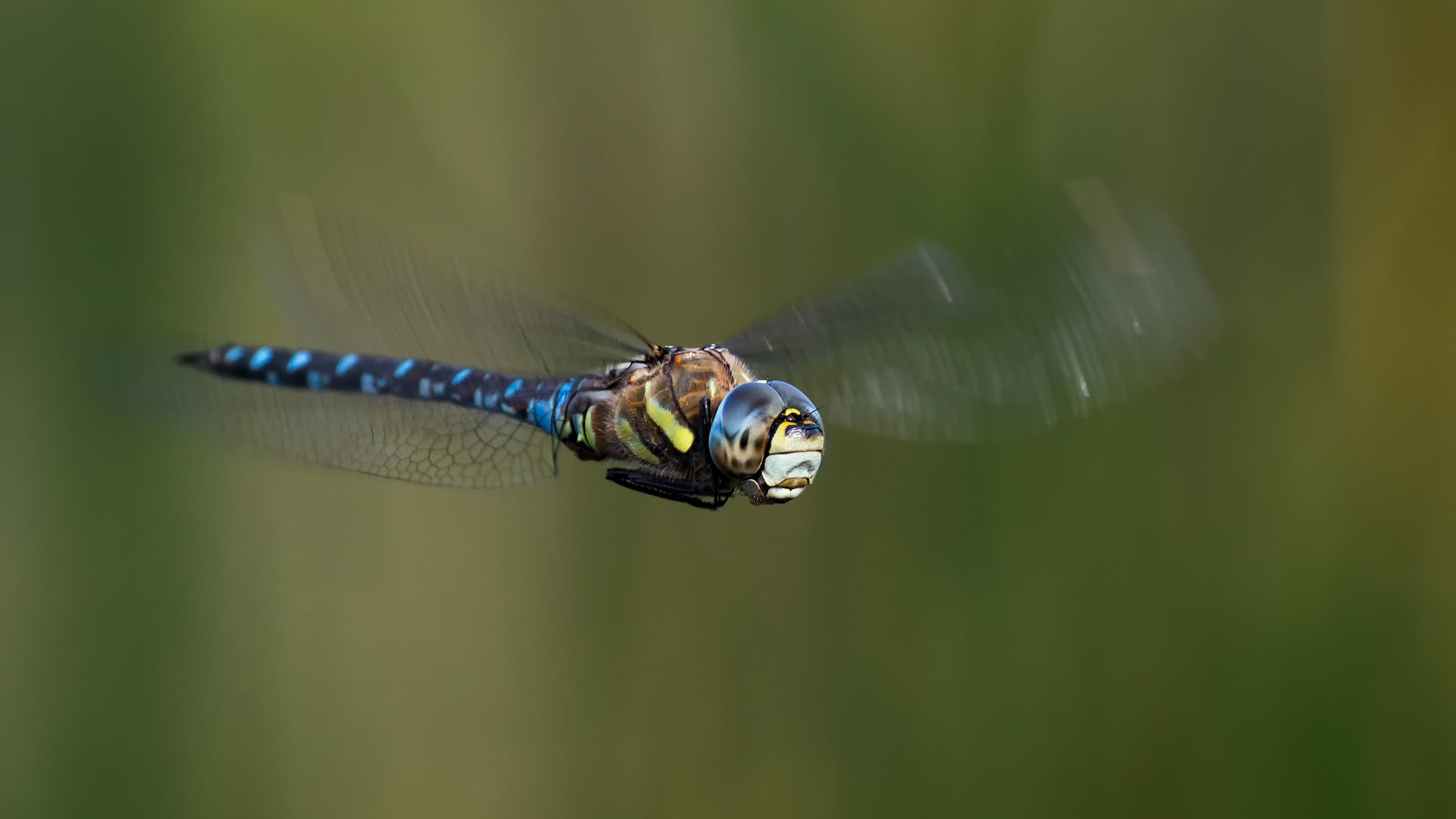 Pentax smc DA* 300mm F4.0 ED (IF) SDM sample photo. Bald fliegen sie wieder photography