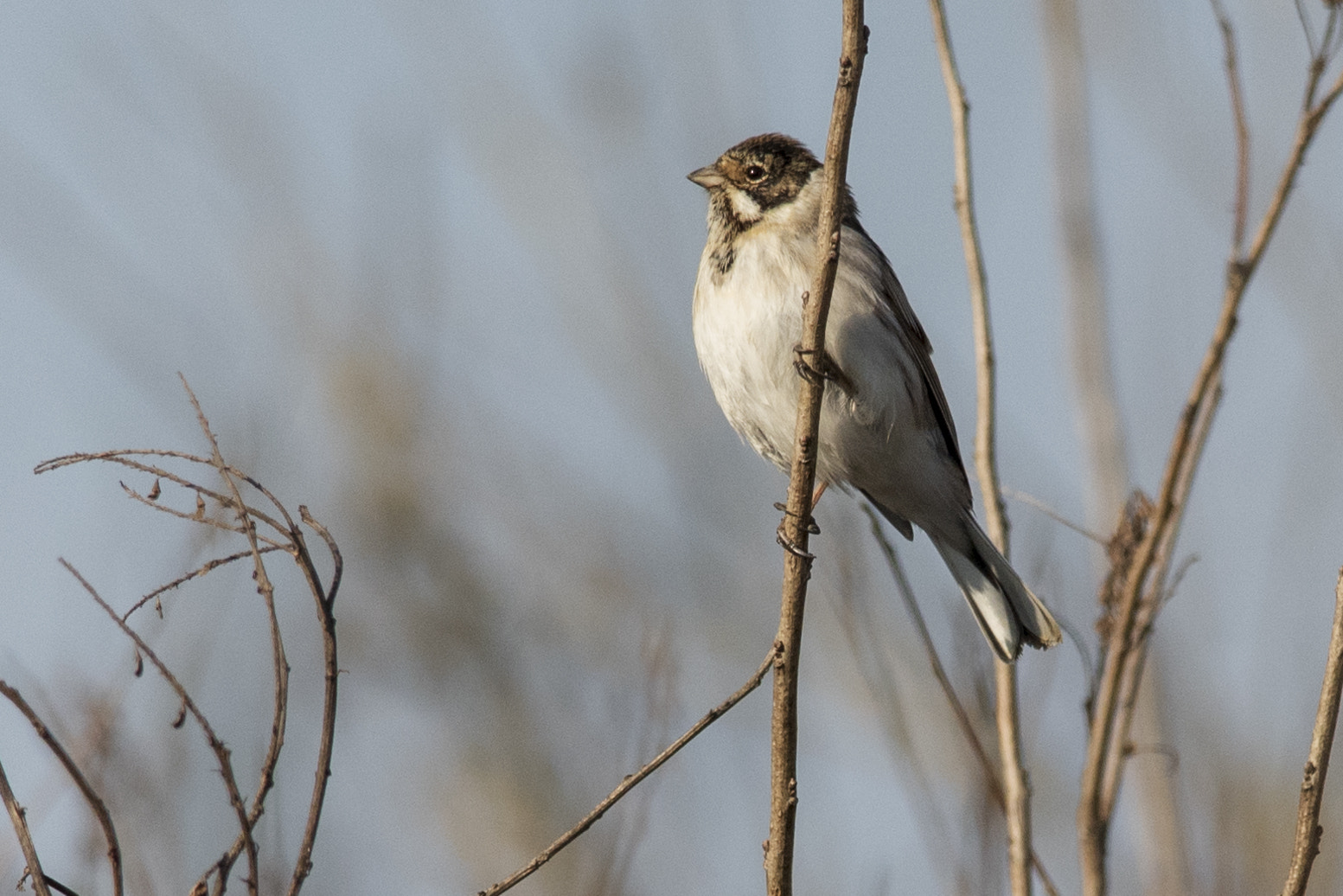 Nikon D750 + Nikon AF-S Nikkor 300mm F4D ED-IF sample photo. Aspettando la primavera photography