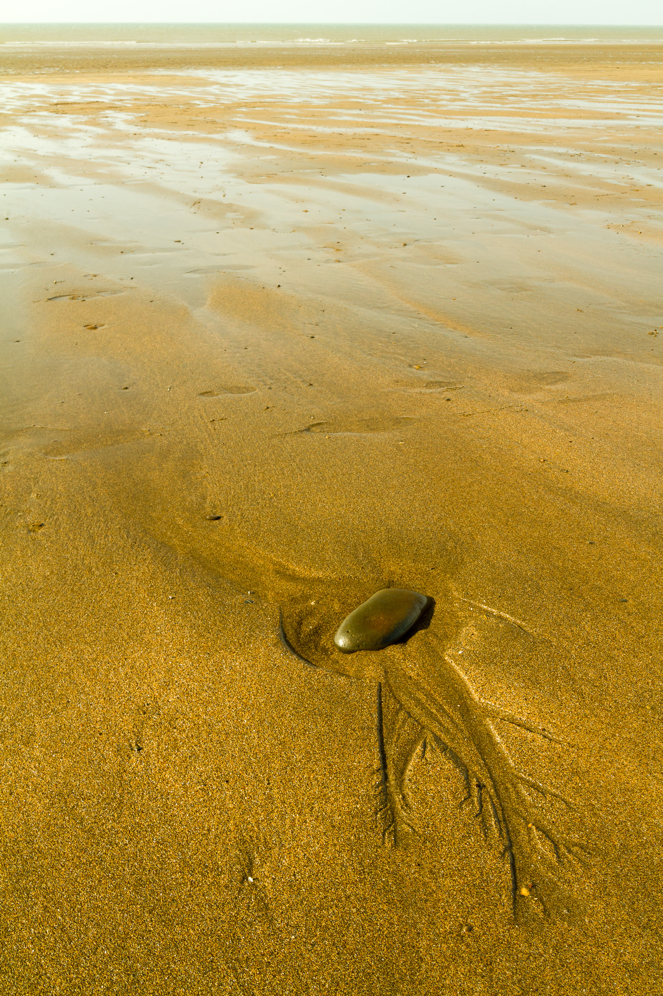 Canon EOS 7D + Sigma 18-50mm f/2.8 Macro sample photo. Stone fish...?? photography