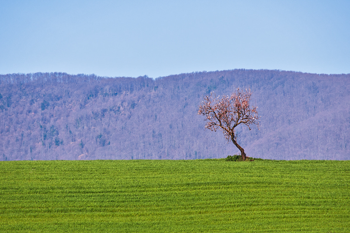 Nikon D300S sample photo. Only in three photography