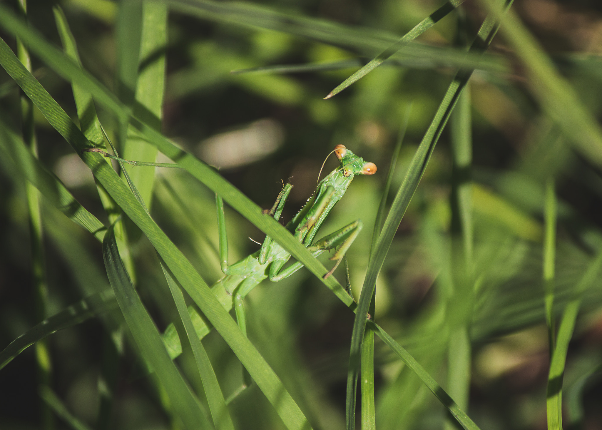 Canon EF-S 55-250mm F4-5.6 IS II sample photo. Mantis religiosa photography