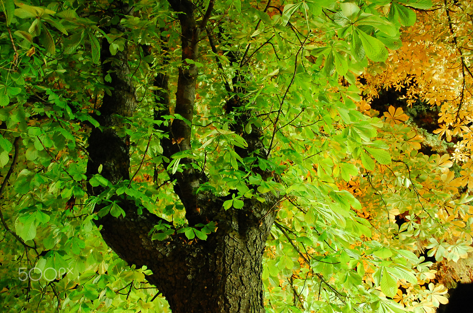 Nikon D40 sample photo. Illuminated tree in a park photography