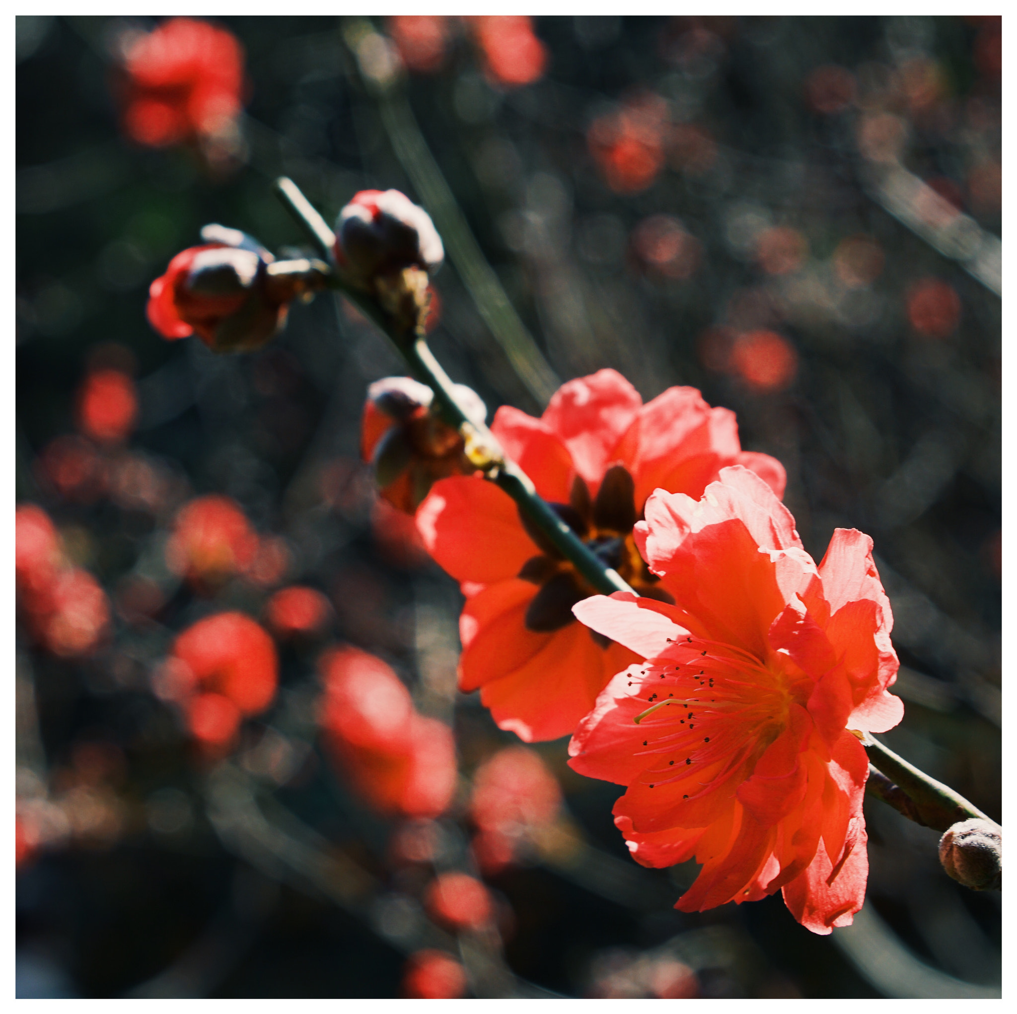 Sony a6000 + Sony Sonnar T* FE 55mm F1.8 ZA sample photo. 春暖花开 photography