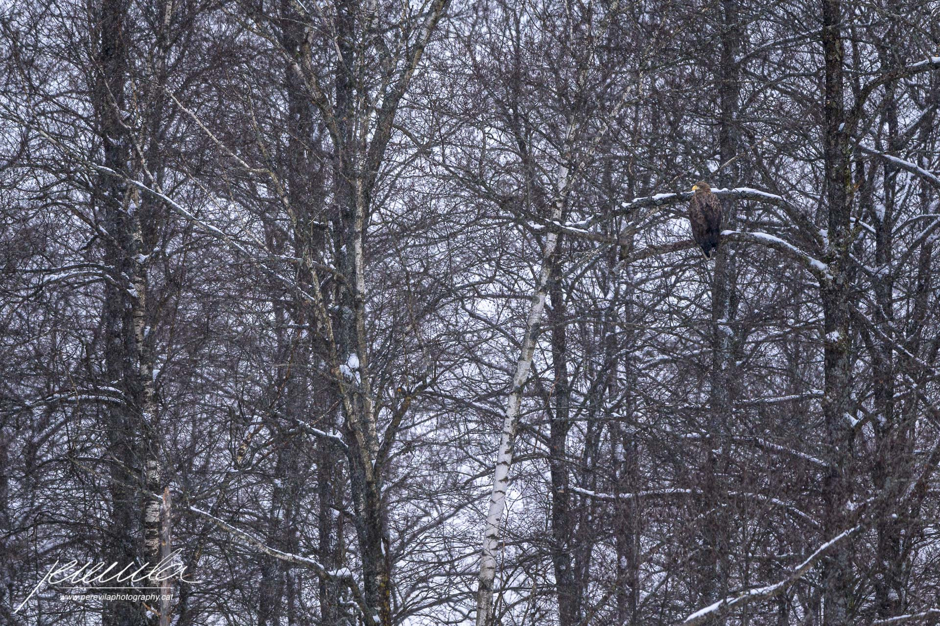 Canon EF 200-400mm F4L IS USM Extender 1.4x sample photo. Ancient woodland photography