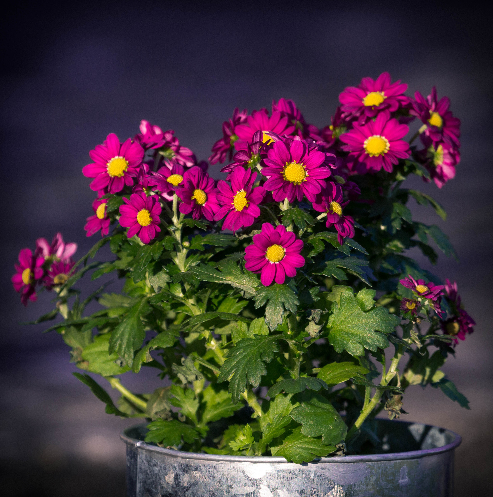 Canon EF 100-400mm F4.5-5.6L IS USM sample photo. Magenta flowers photography
