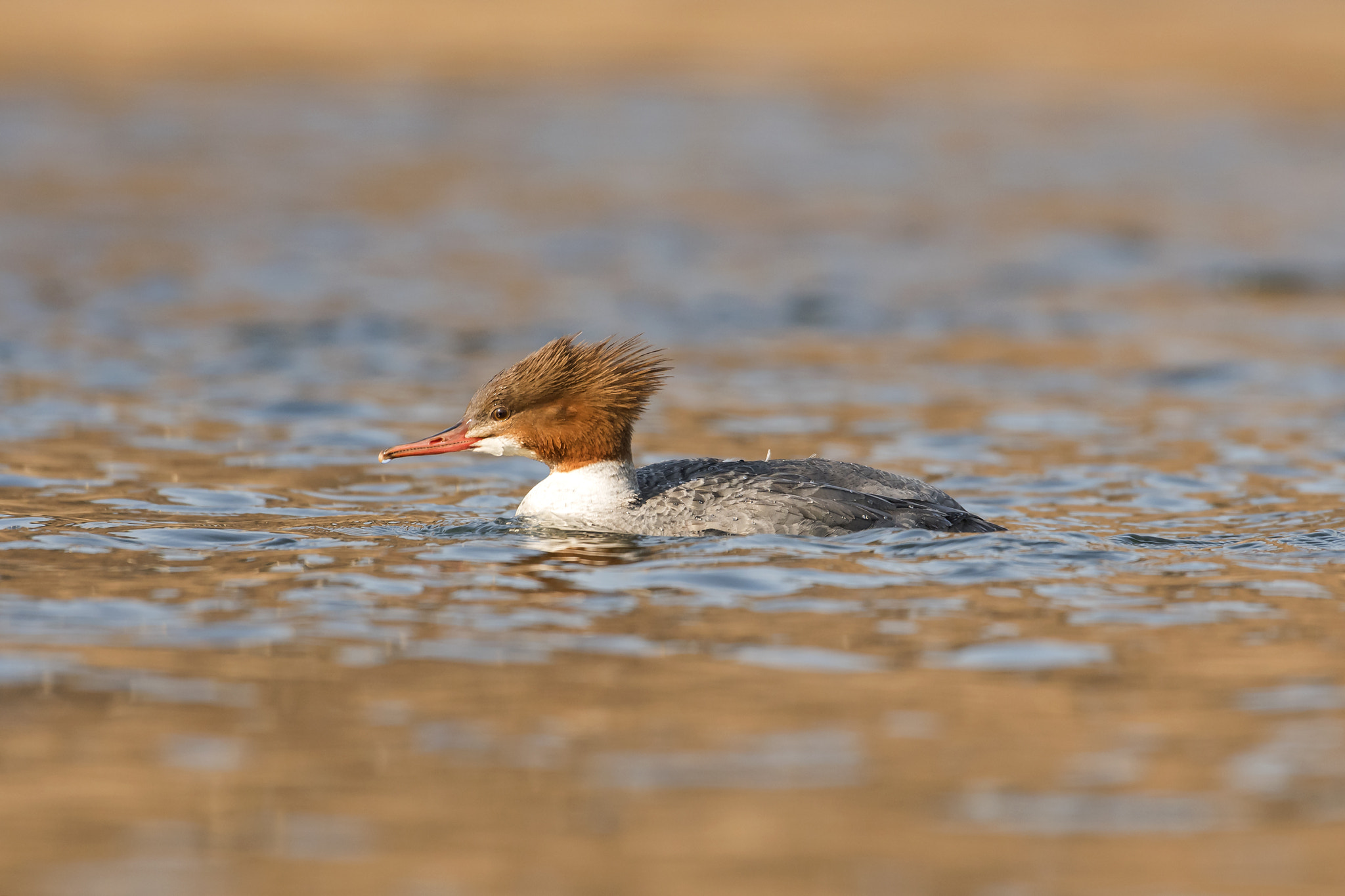 Nikon AF-S Nikkor 600mm F4D ED-IF II sample photo