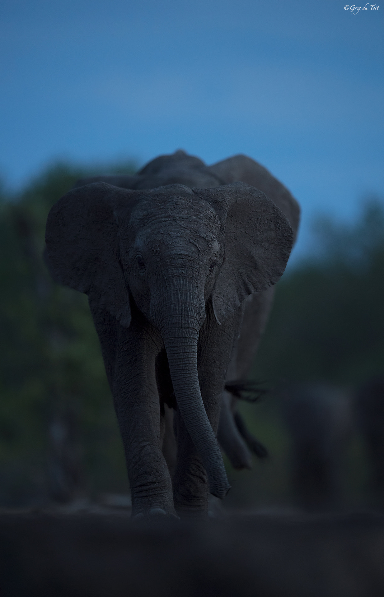 Nikon D5 sample photo. Trio of elephants photography