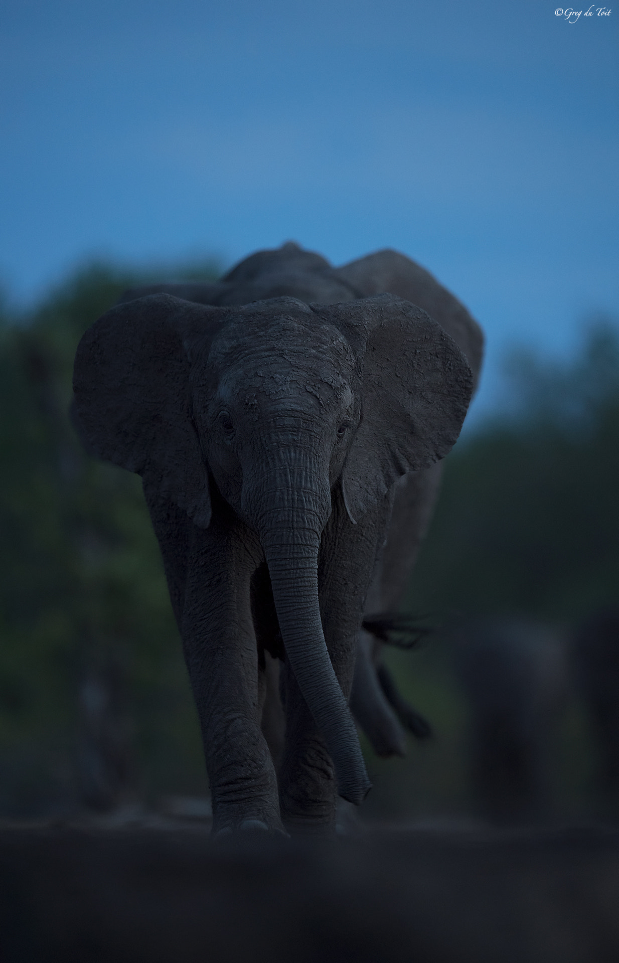 Nikon AF-S Nikkor 500mm F4E FL ED VR sample photo. Trio of elephants photography