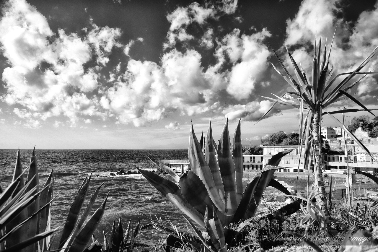 Canon EF-S 18-55mm F3.5-5.6 IS sample photo. Agave photography