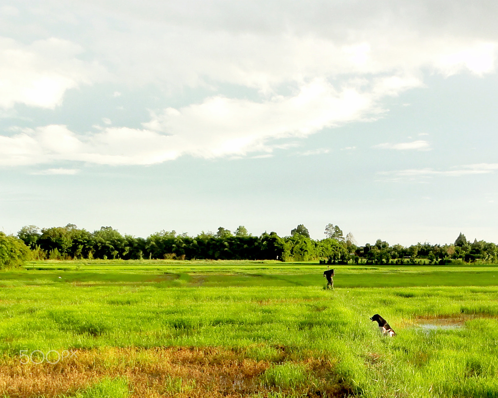 Sony DSC-HX5V sample photo. The dog in the rice field photography