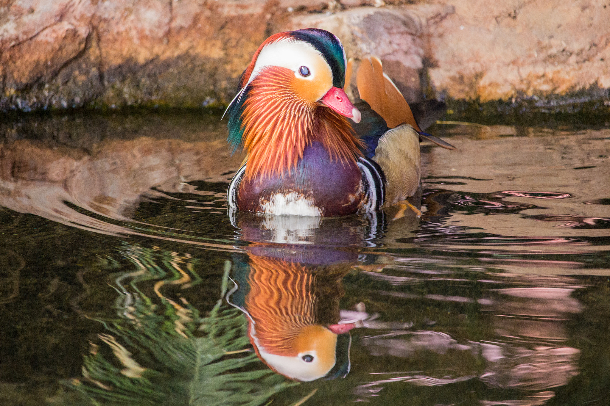 Canon EF-S 55-250mm F4-5.6 IS STM sample photo. Mandarin duck photography