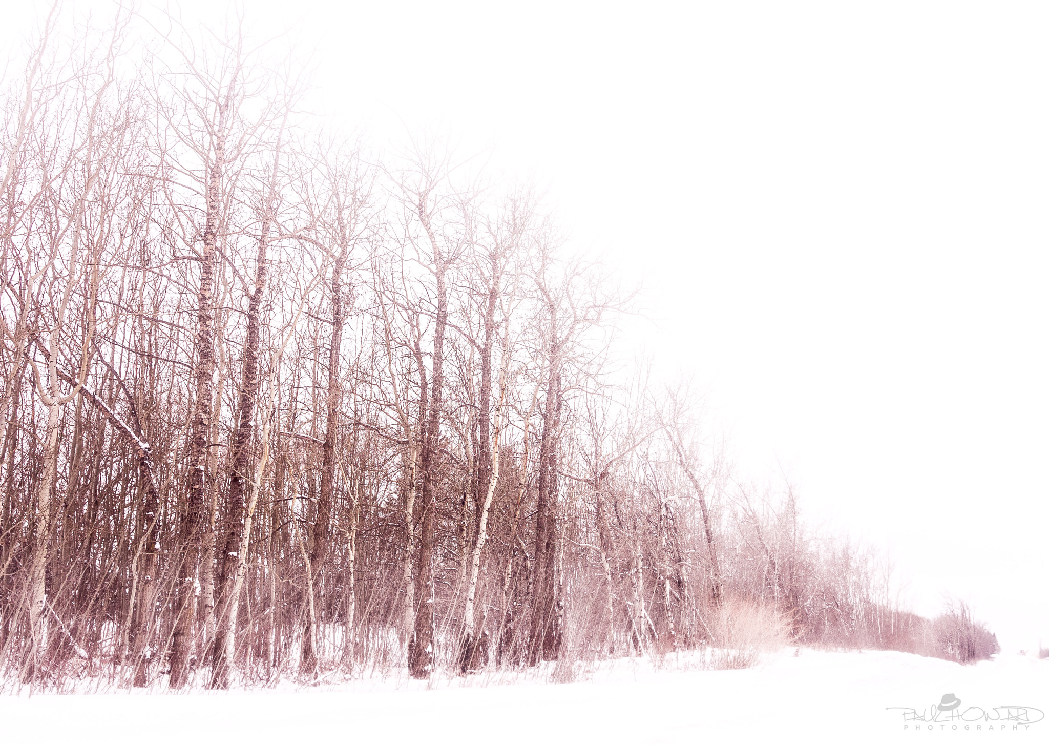 Olympus OM-D E-M1 sample photo. Day 40: redwoods in the snow photography