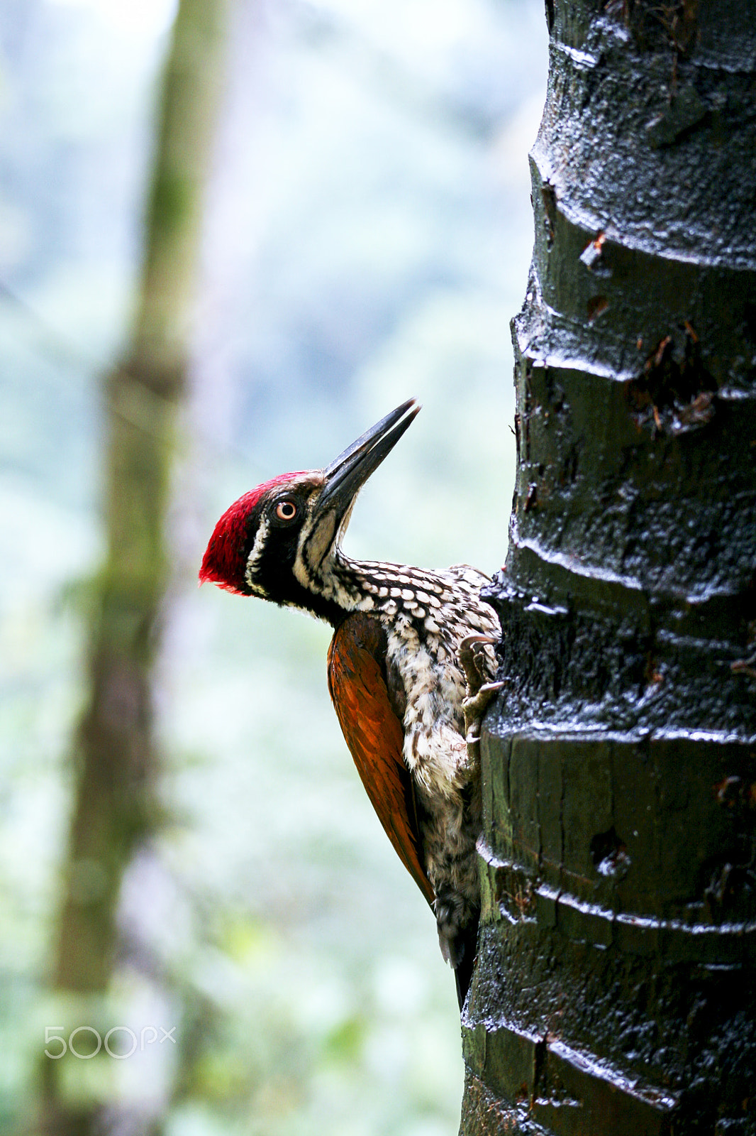 Canon EF 100-300mm F4.5-5.6 USM sample photo. Climb photography