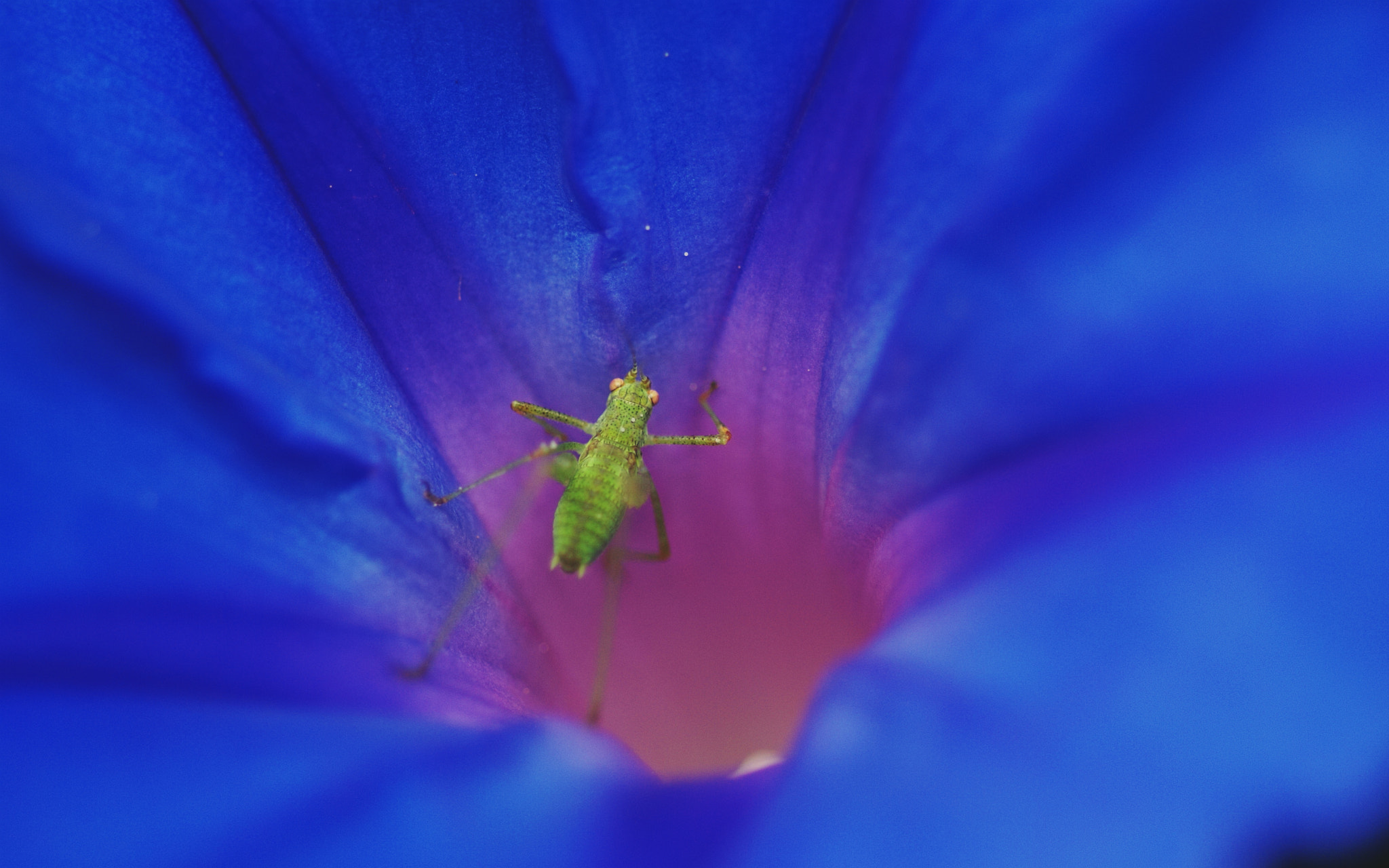 Sony Alpha DSLR-A100 sample photo. Bug in a flower photography