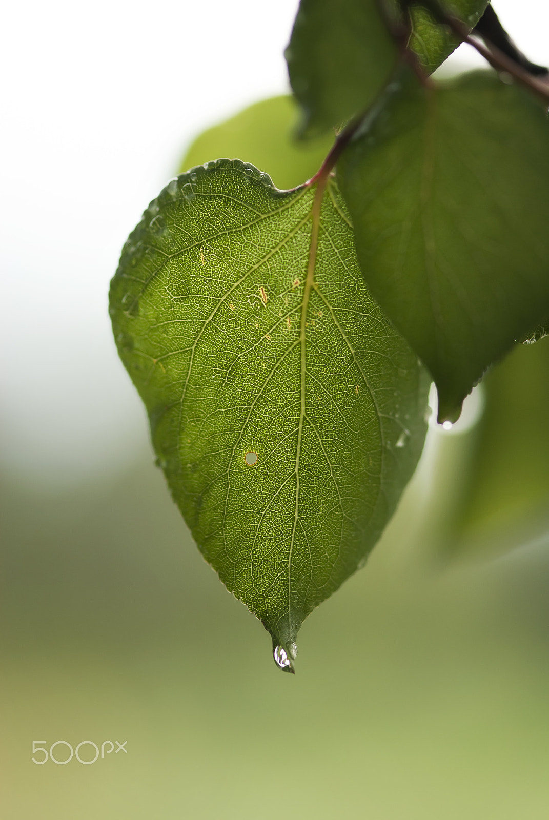 Nikon D60 + Nikon AF-S Micro-Nikkor 105mm F2.8G IF-ED VR sample photo. Apricot leaf with rain drops photography