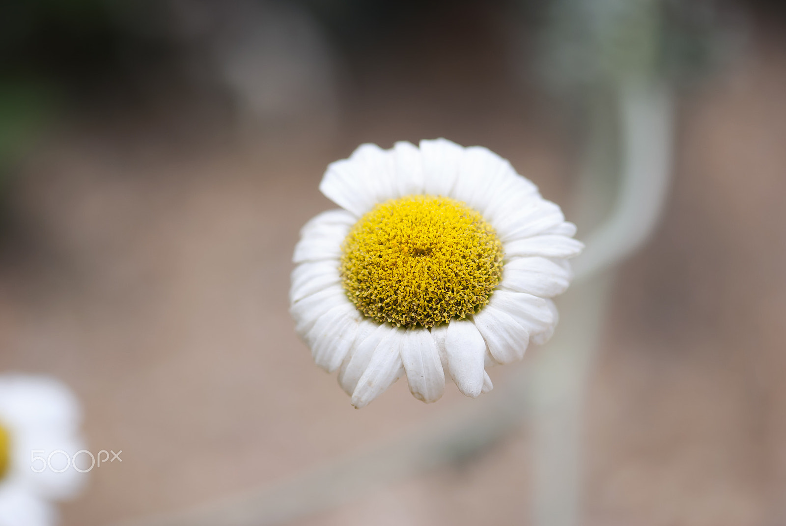 Nikon AF-S Micro-Nikkor 105mm F2.8G IF-ED VR sample photo. Chamomile bloom photography