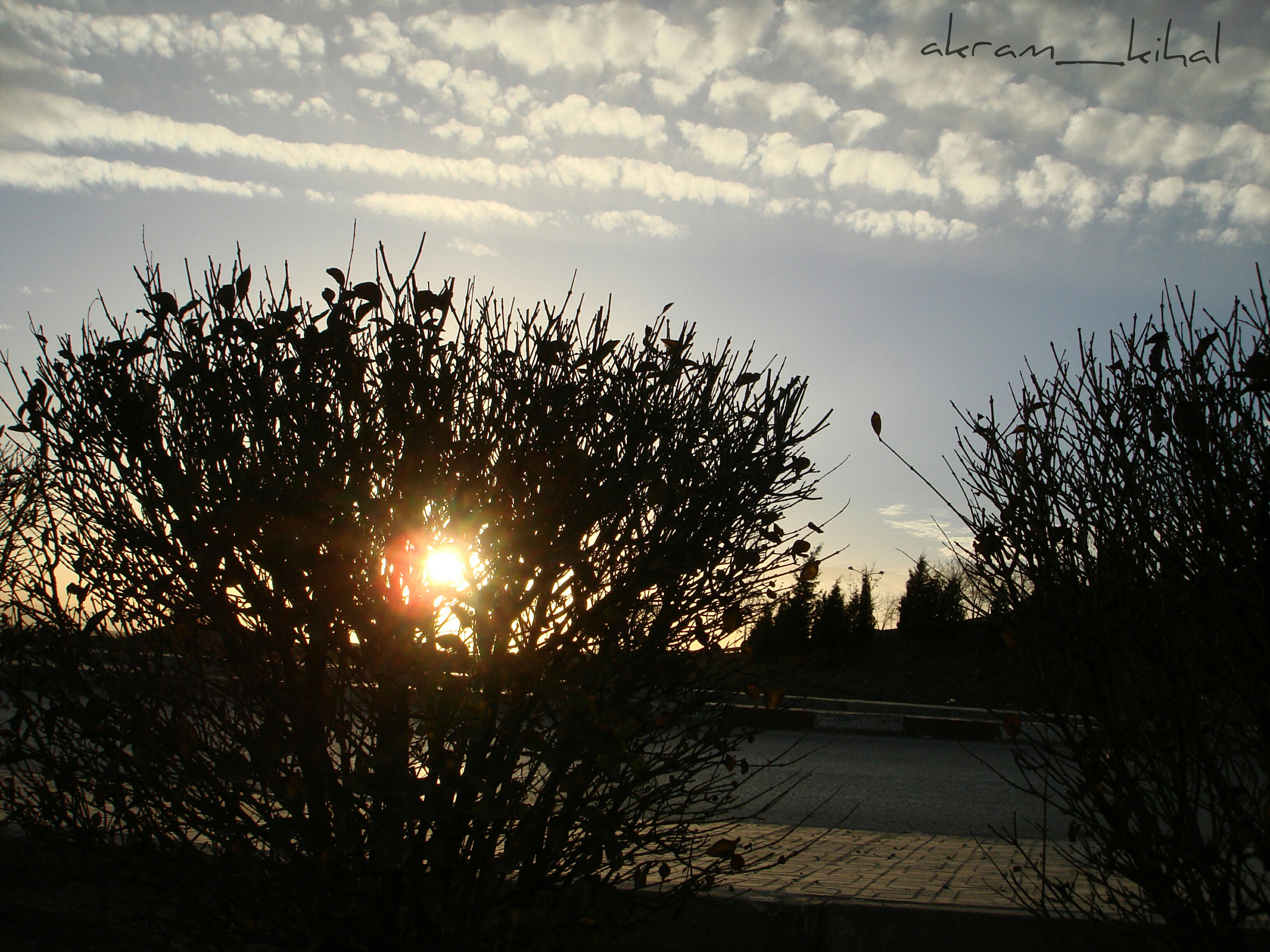 Sony DSC-W100 sample photo. Sun and tree photography