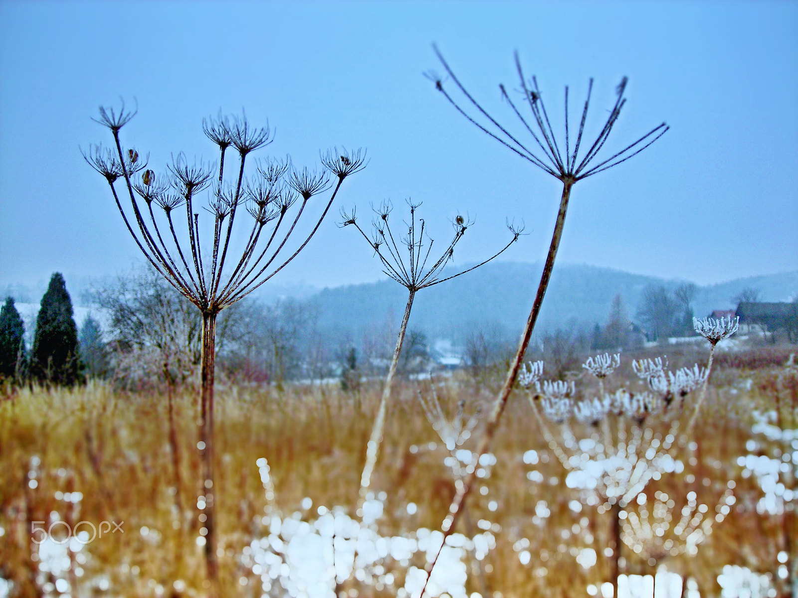 Nikon COOLPIX L3 sample photo. The fennels on a meadow. photography