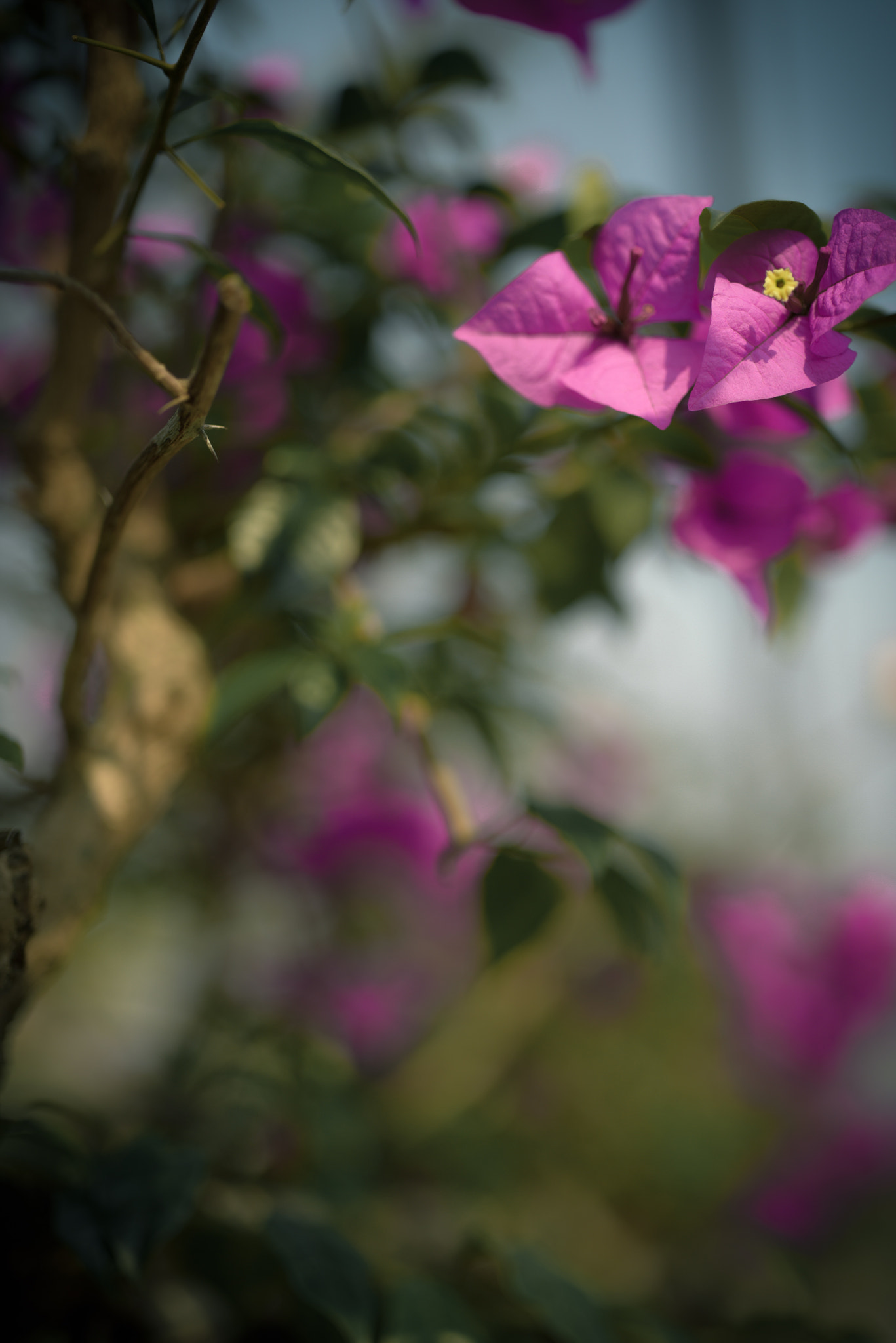 Nikon D810 + ZEISS Otus 55mm F1.4 sample photo. Flower photography