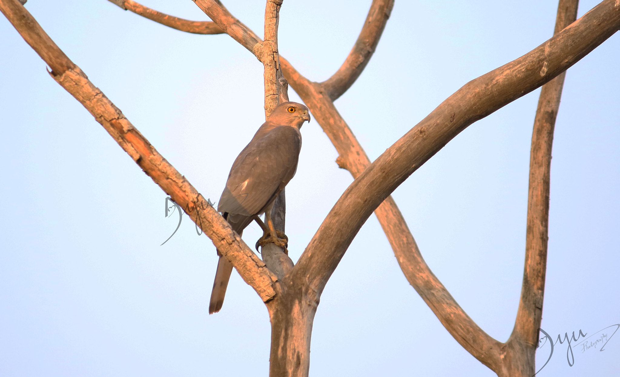 Canon EF-S 55-250mm F4-5.6 IS II sample photo. Shikra photography