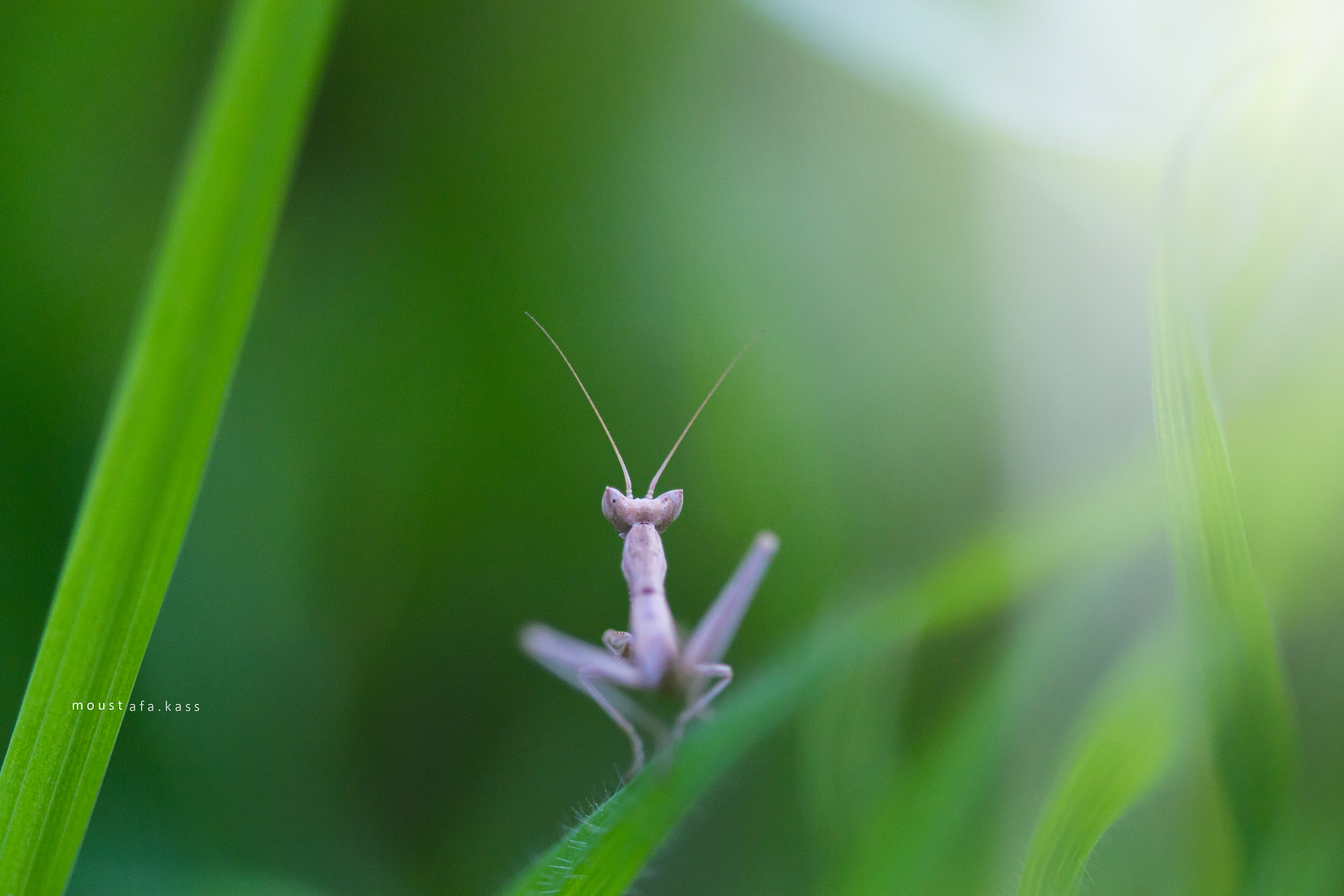Canon EF 100mm F2.8 Macro USM sample photo. Looking forward photography
