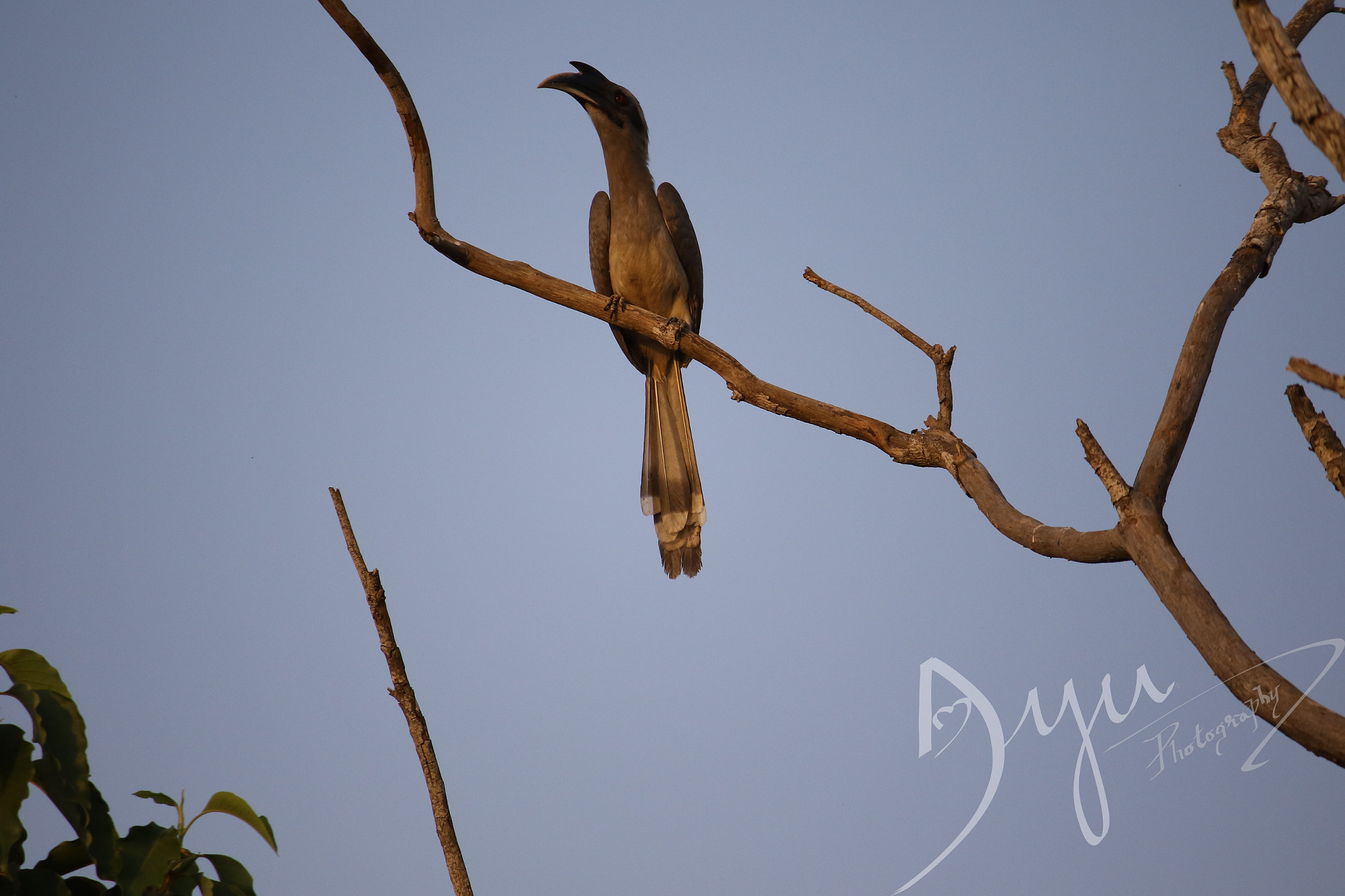 Canon EF-S 55-250mm F4-5.6 IS II sample photo. Indian grey hornbill photography