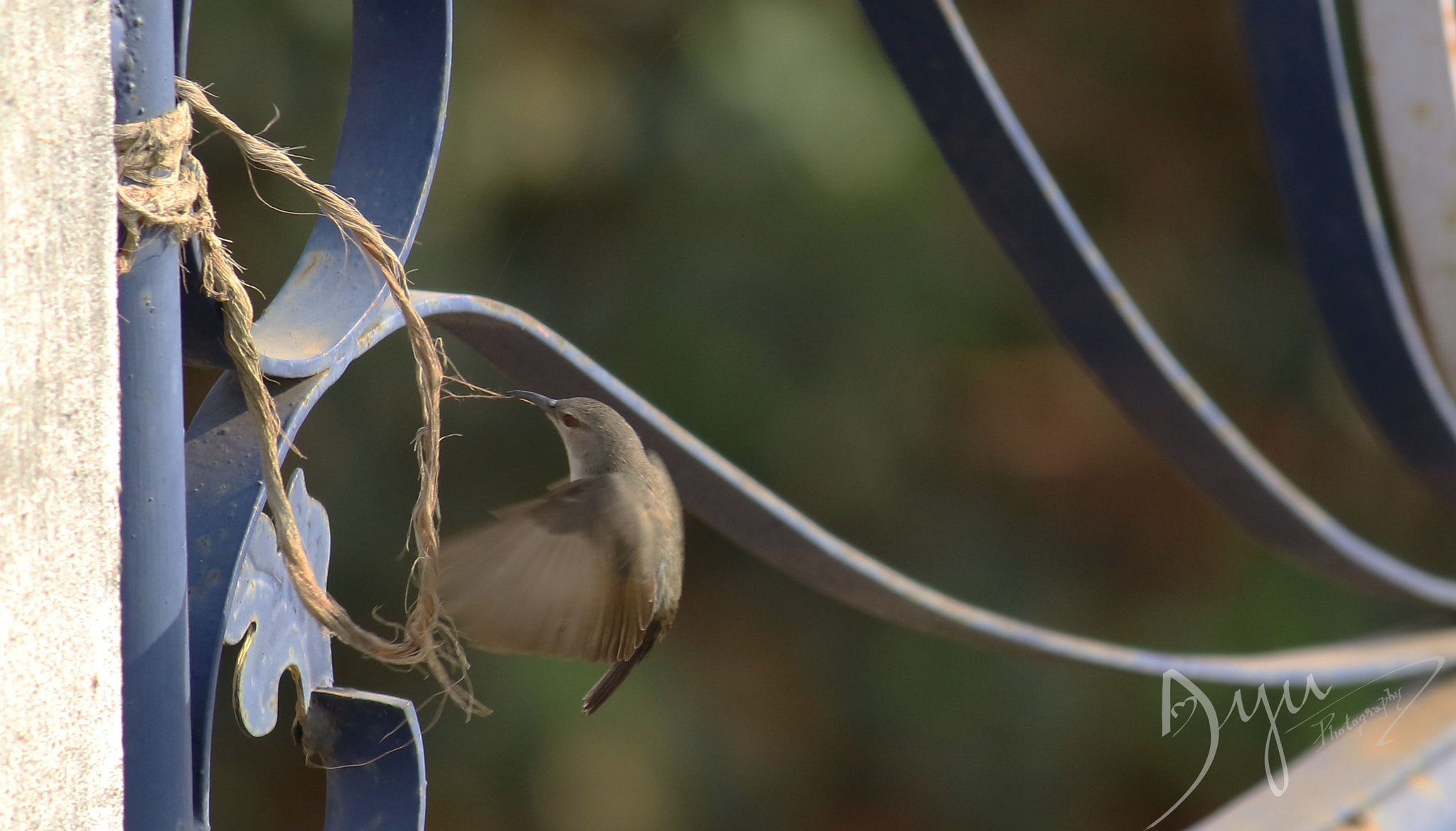 Canon EF-S 55-250mm F4-5.6 IS II sample photo. Sunbird photography