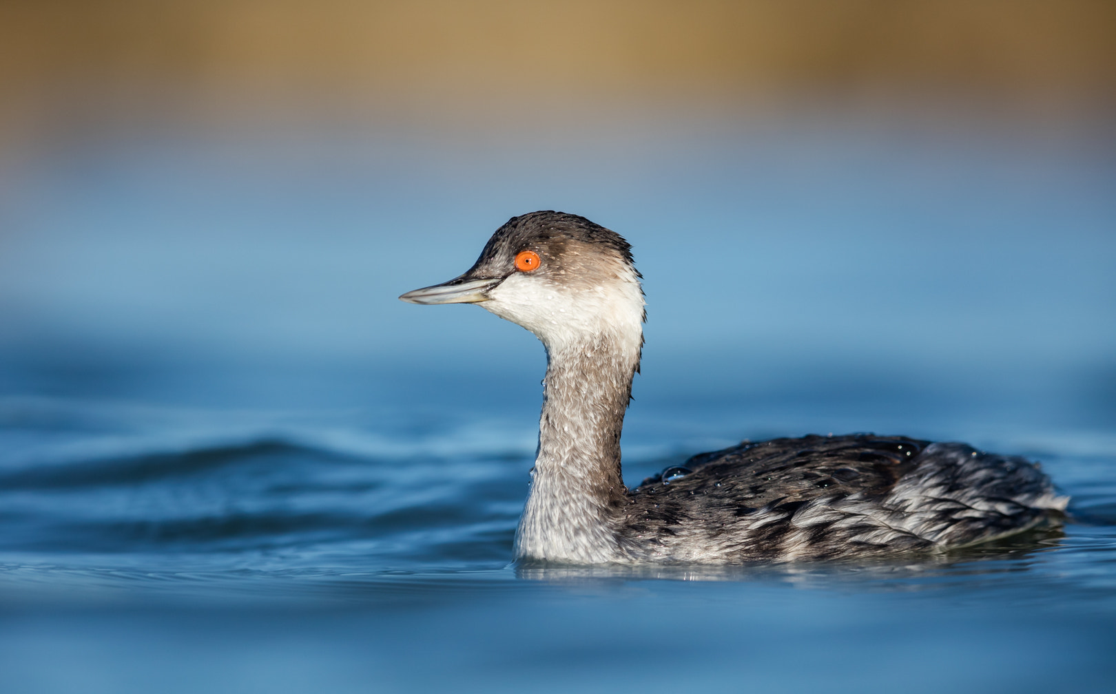 Canon EOS 5DS R + Canon EF 600mm F4L IS II USM sample photo. Grebe photography