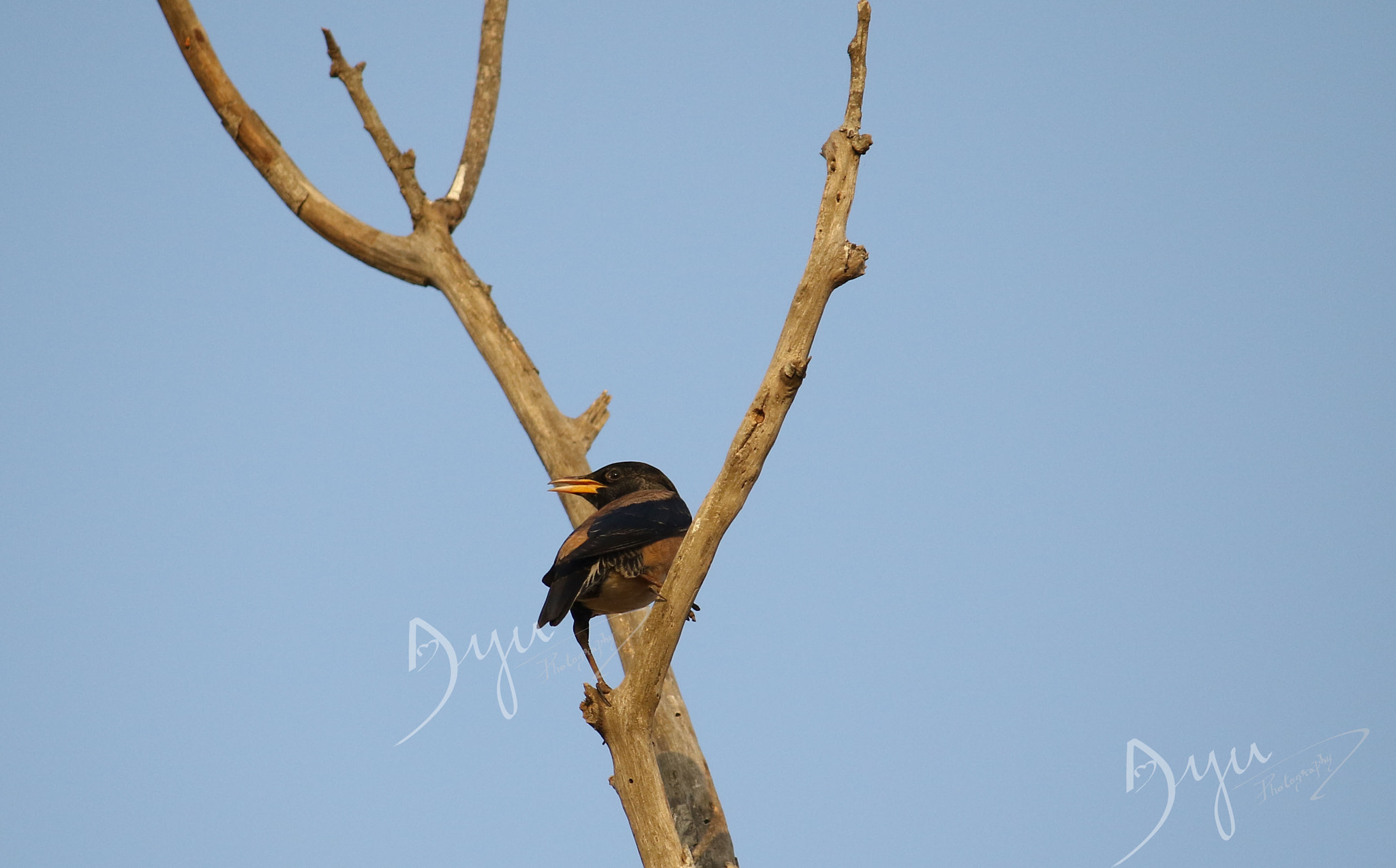 Canon EF-S 55-250mm F4-5.6 IS II sample photo. Rosey starling photography