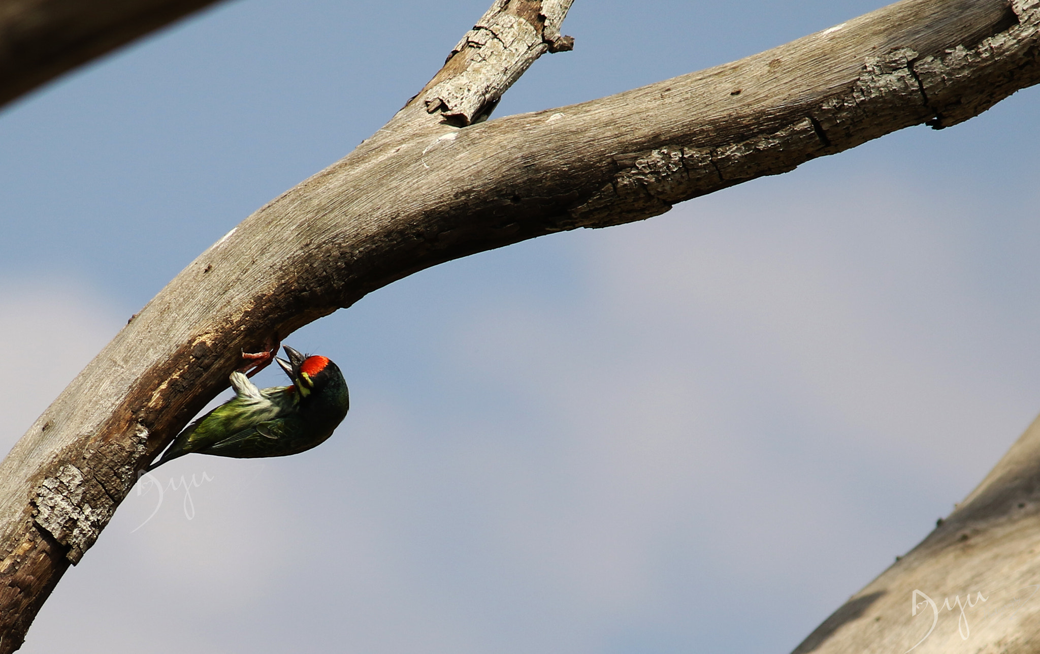 Canon EOS 7D Mark II + Canon EF-S 55-250mm F4-5.6 IS II sample photo. Copper smith barbet photography